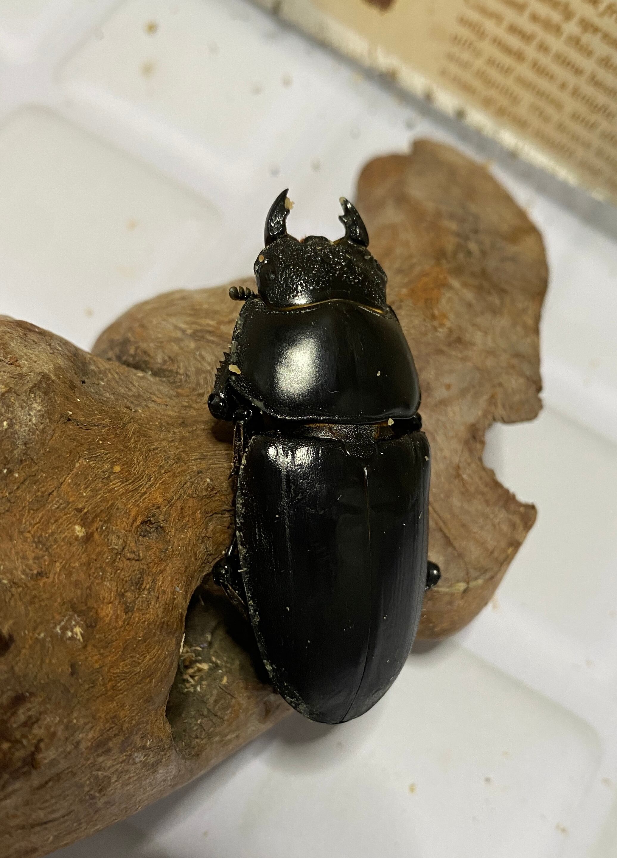 アンタエウスオオクワガタ89mmペア アンタエウスオオクワガタ ペア 86.5mm 49mm