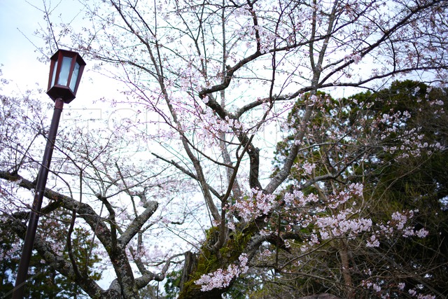 桜の花見001