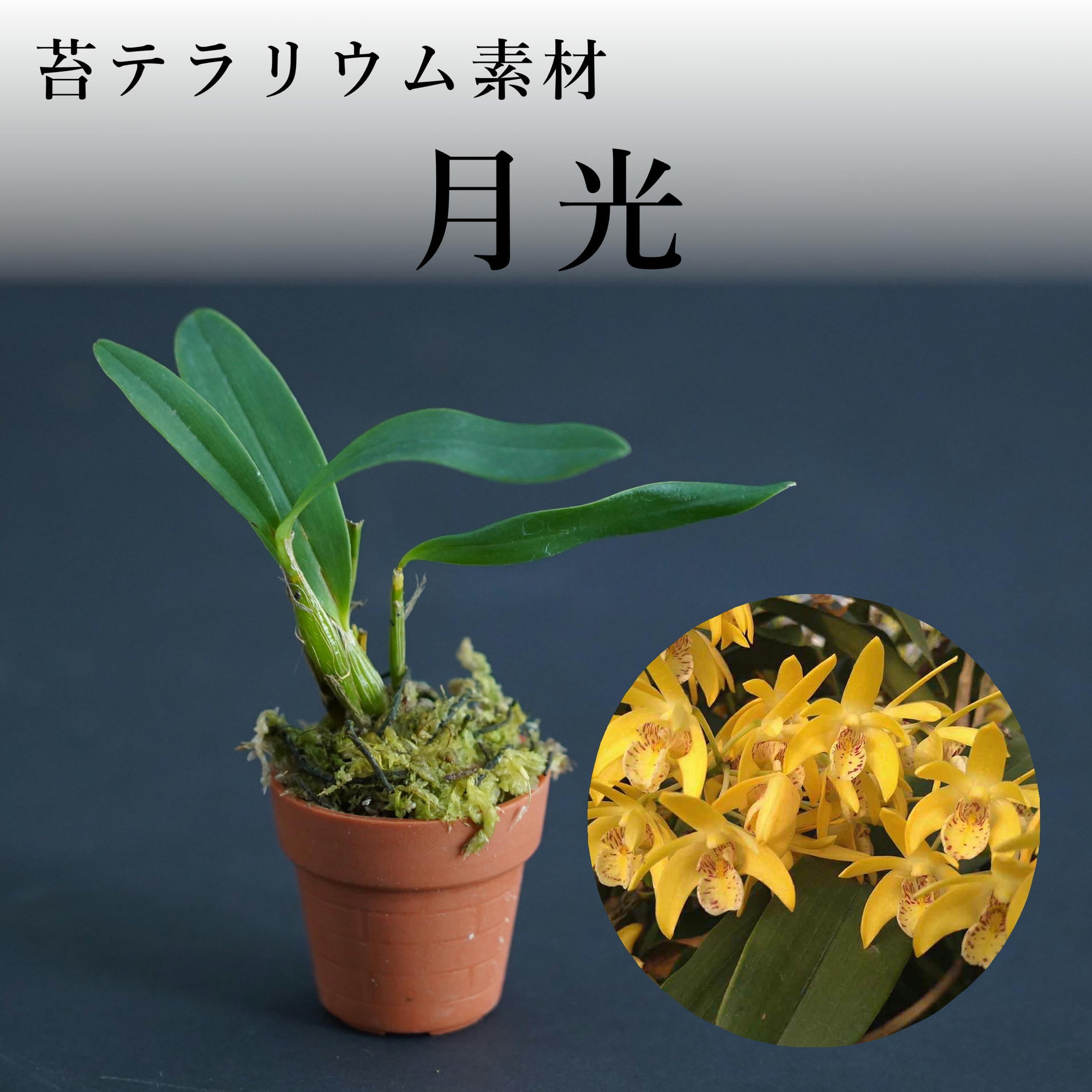 Den.kingianum 月光【着生ラン】苔テラリウム用ミニミニポット