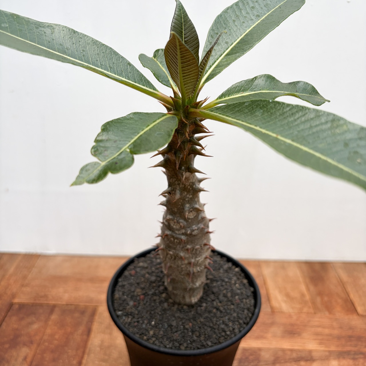 Pachypodium baronii【パキポディウム・バロニー・実生】
