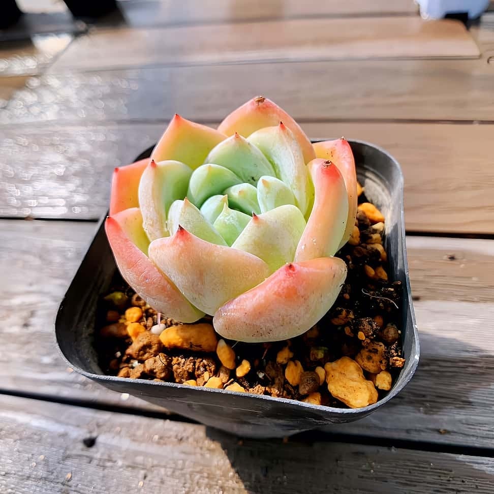 多肉植物 アエオニウム 黒銅壺錦 大苗 美苗 #黒2 | PAY ID