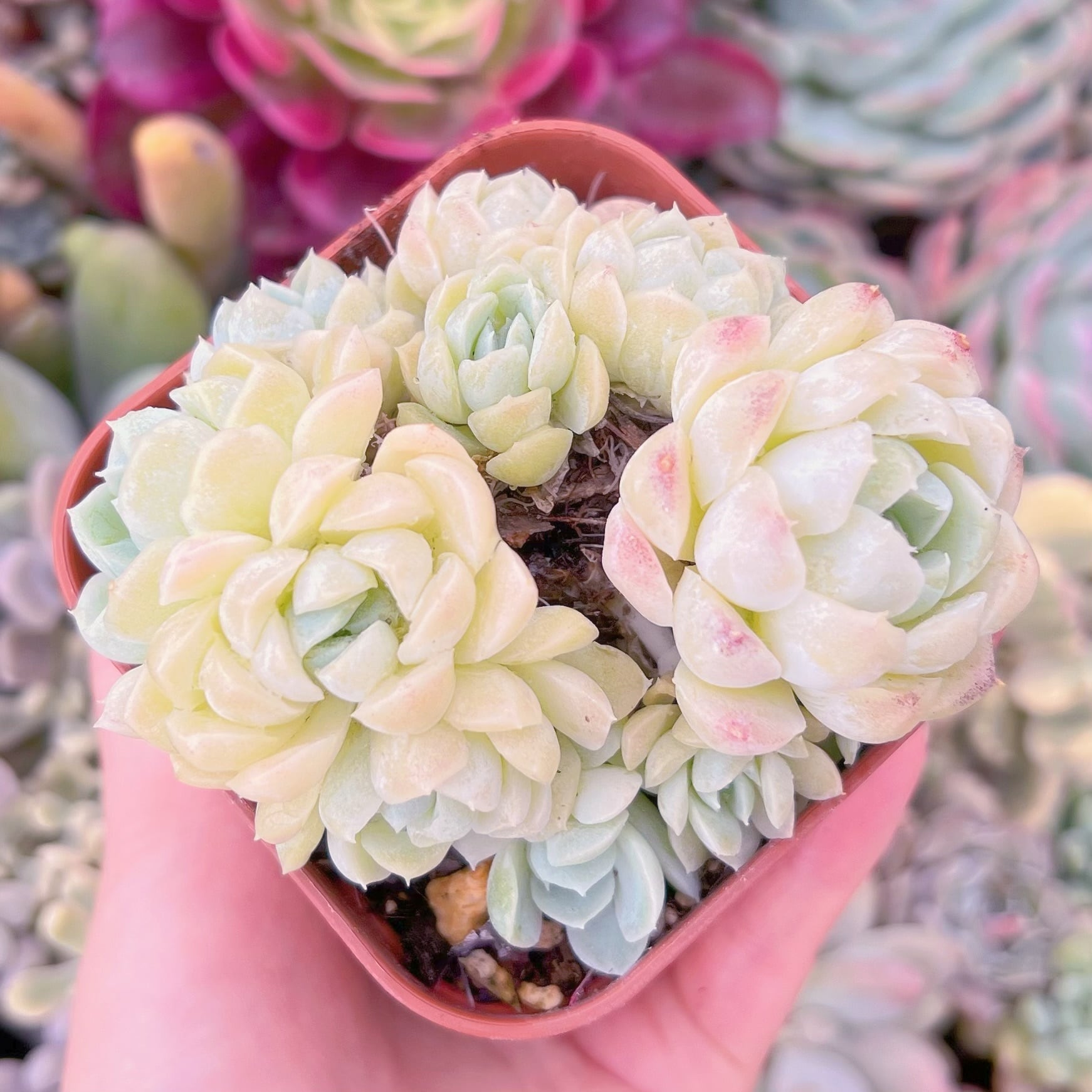 現品　ラノリン球#889　群生　古株　るる農園