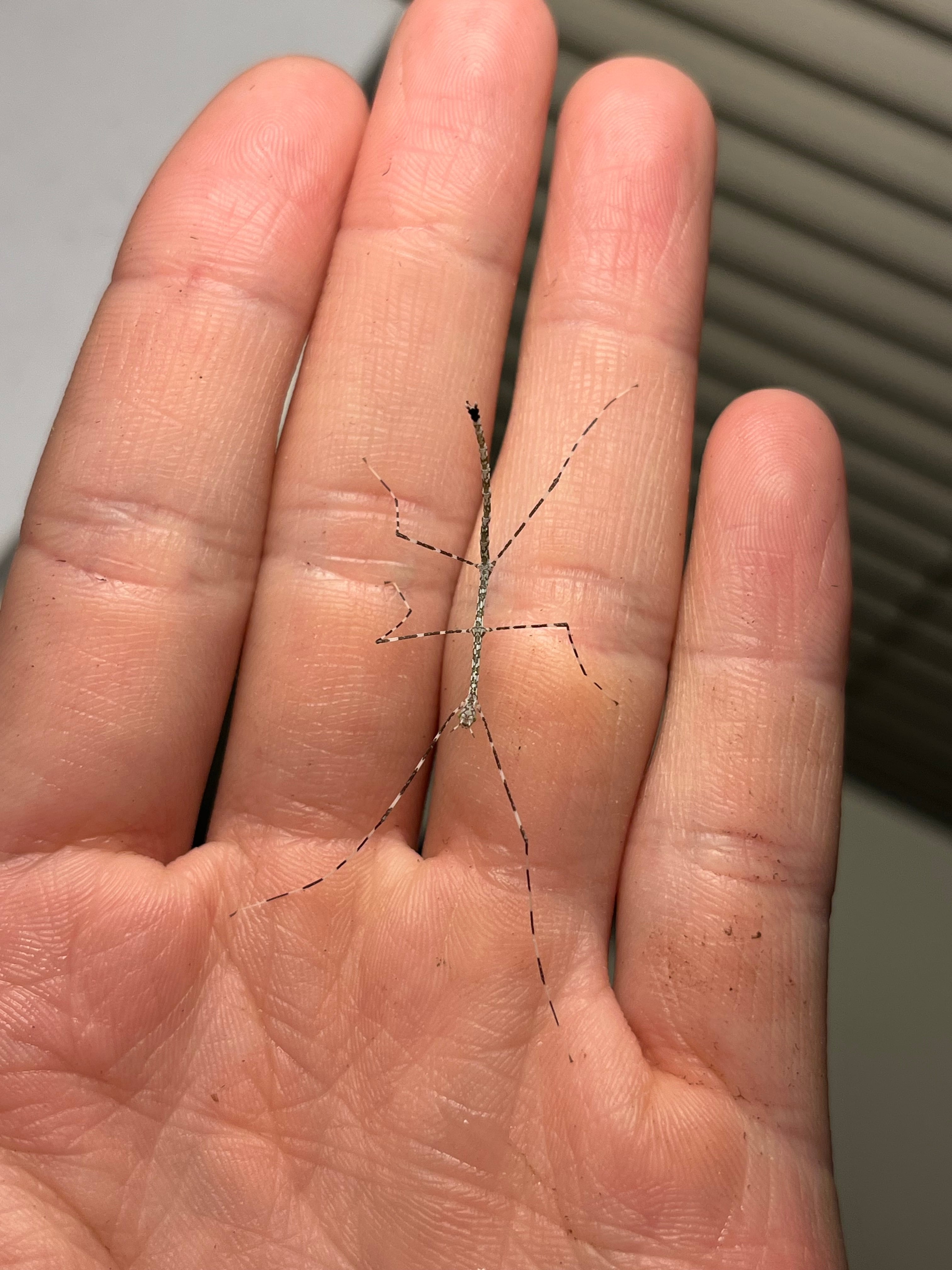 マキバネコロギス 昆虫標本バッタ キリギリスコロギスリオック直翅類