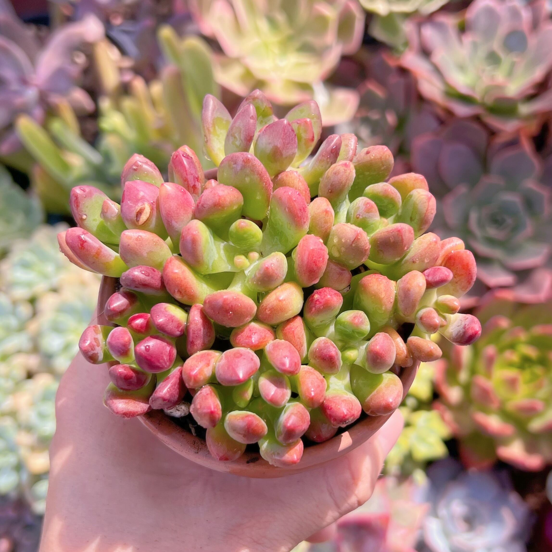 多肉植物   トミーキャット　新入荷　るる農園