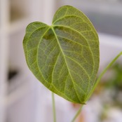 Anthurium Queen of Heart / アンスリウム クイーン オブ ハート⑲ / 観葉植物<育て方・花言葉>