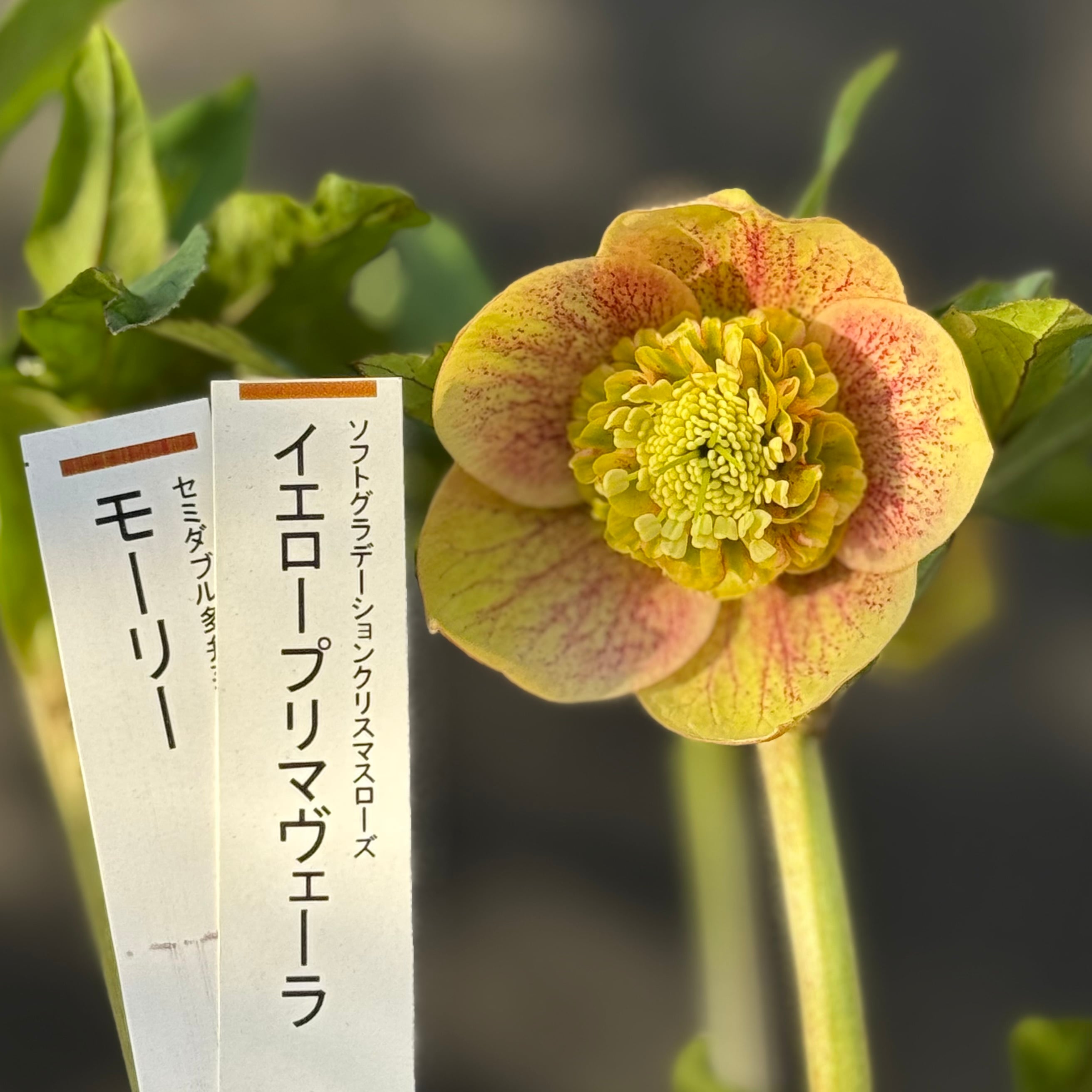 加藤農園クリスマスローズ開花株 超レア！SDモーリーイエロー