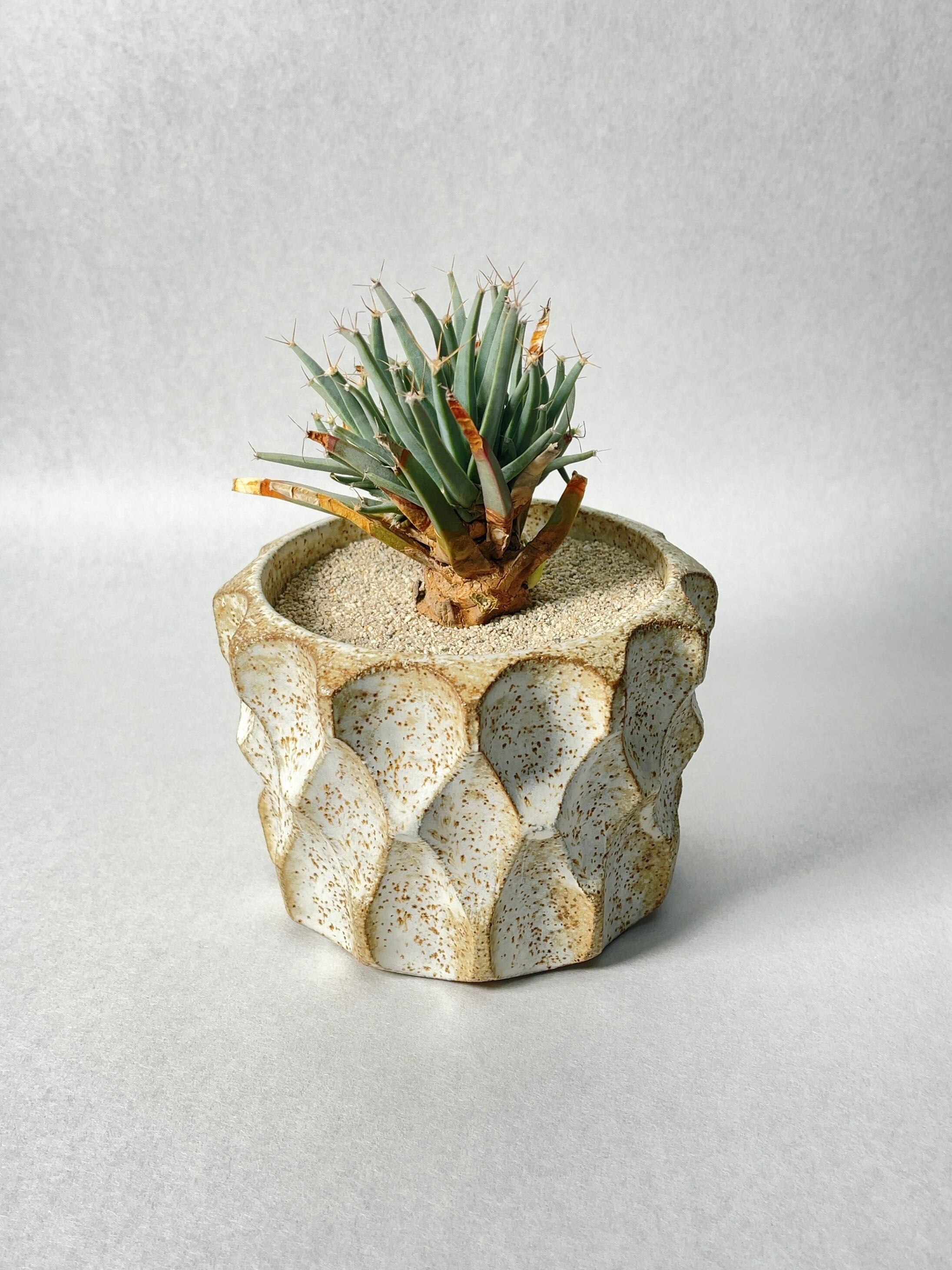 レウクテンベルギア・仔吹き晃山 | trigger