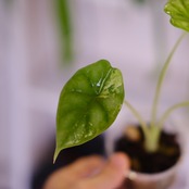 Alocasia dragon scale varigated②│アロカシア ドラゴンスケール 斑入│観葉植物