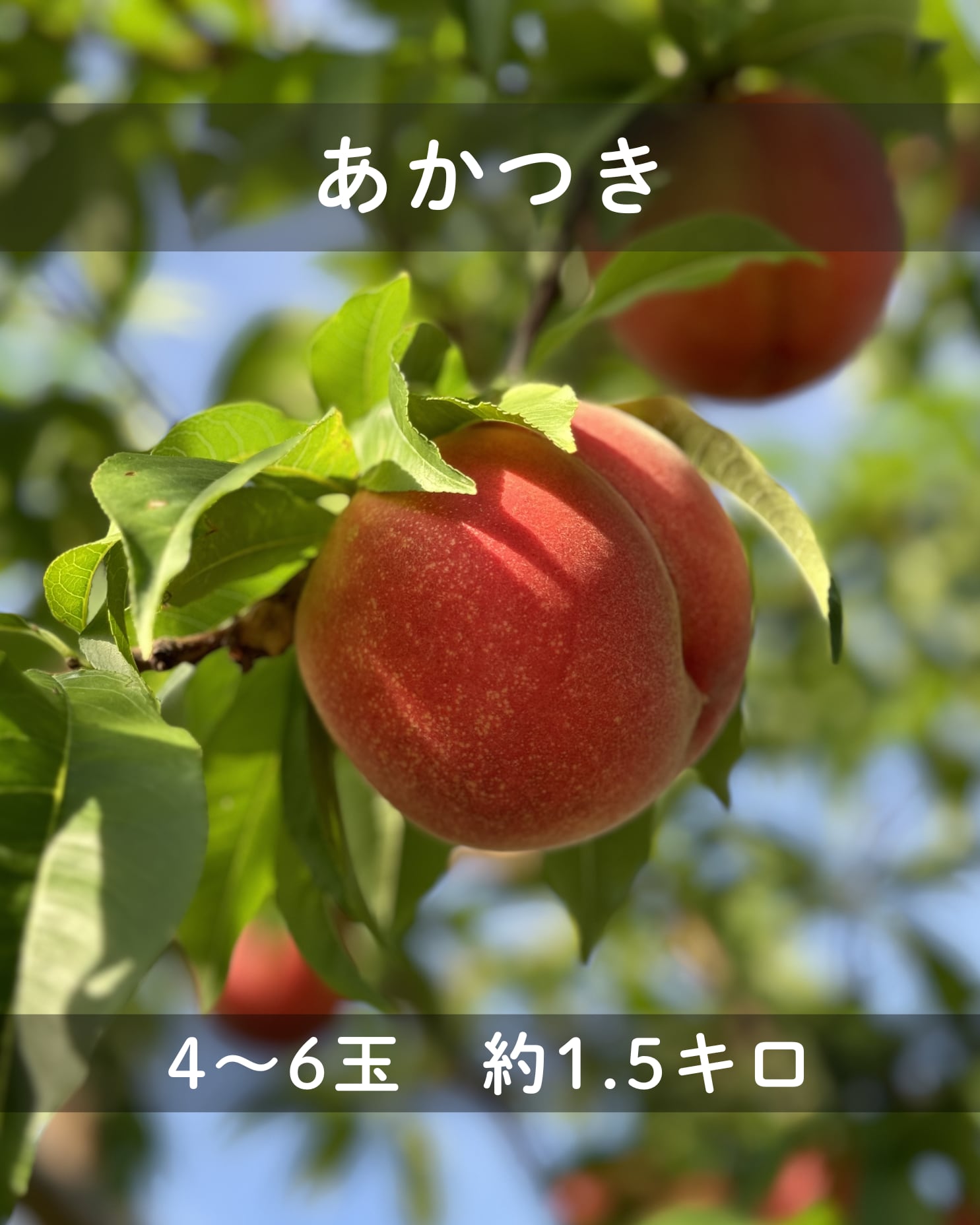 c71fc8a138408e43fbe4fc49aac8e4