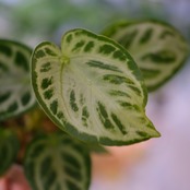 アンスリウム ドラヤキ × シルバーブラッシュ / Anthurium Dorayaki × Anthurium Silver brush⑨ / 観葉植物<育て方・花言葉>