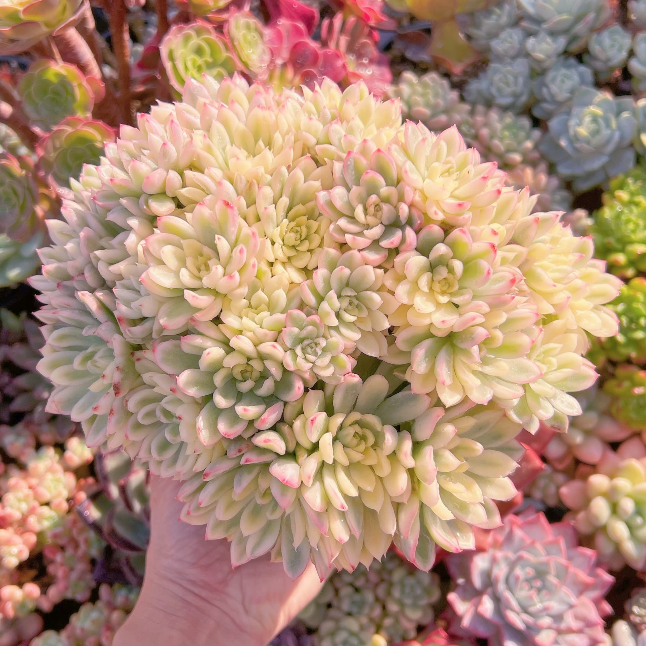 現品　女雛錦#587　新入荷　レア特特大群生　るる農園