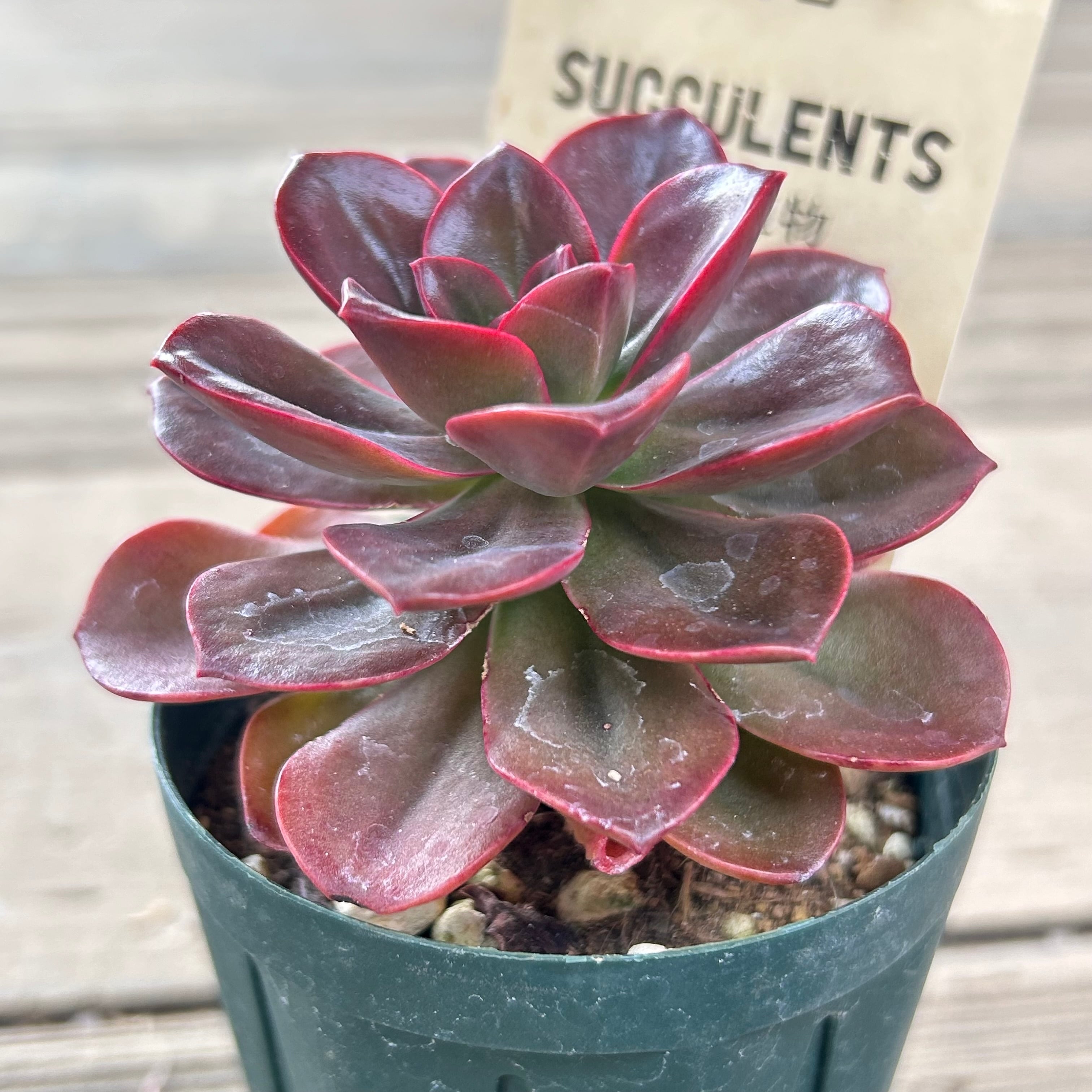 多肉植物　メラコ錦　未発根 メラコ錦 多肉植物