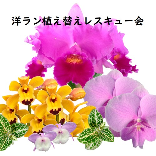 ４月６日　１６：００〜　洋ラン植え替えレスキュー会　予約用ページ