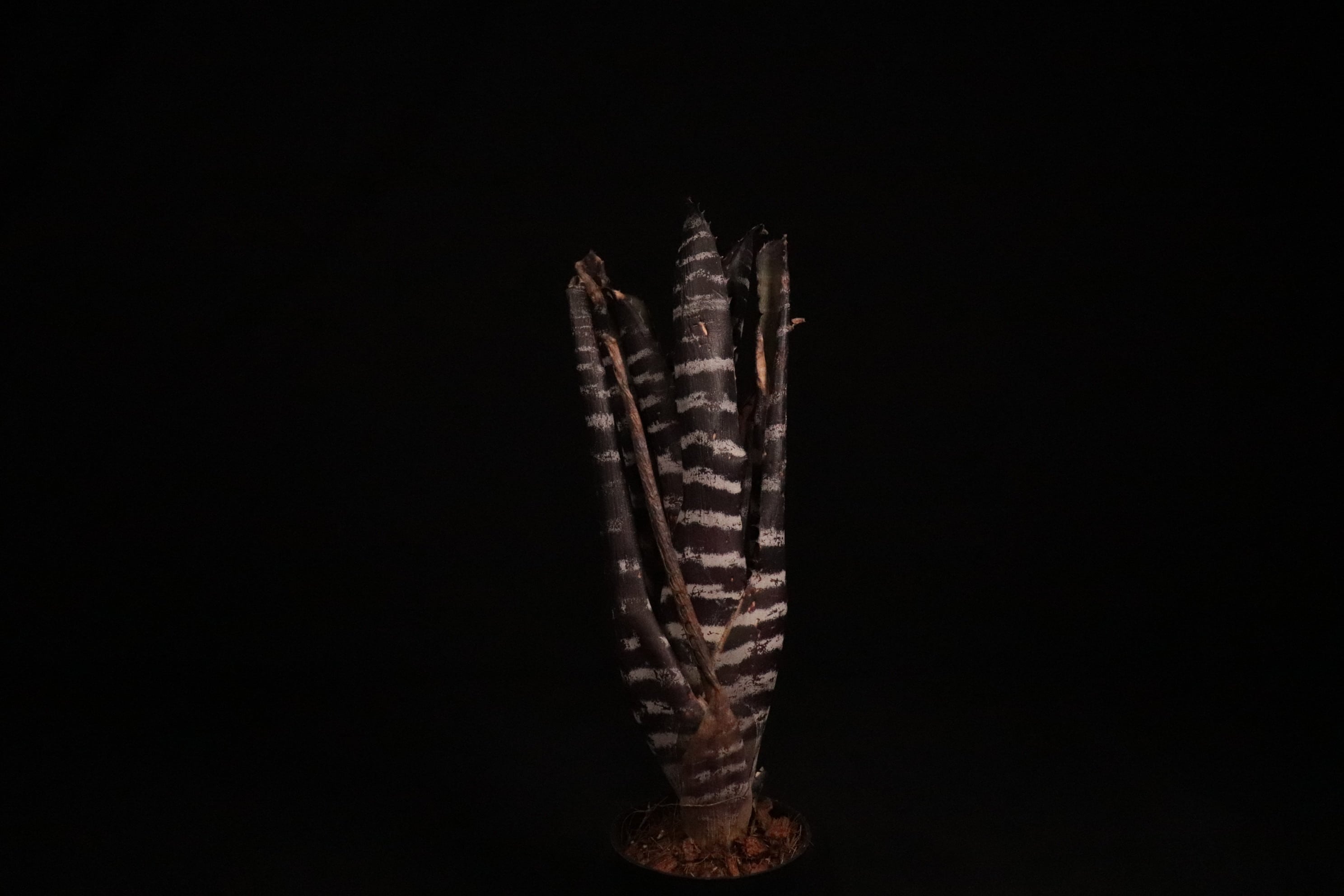 送料無料】Aechmea chantinii (Black Select×Black Ebony) ×(Black