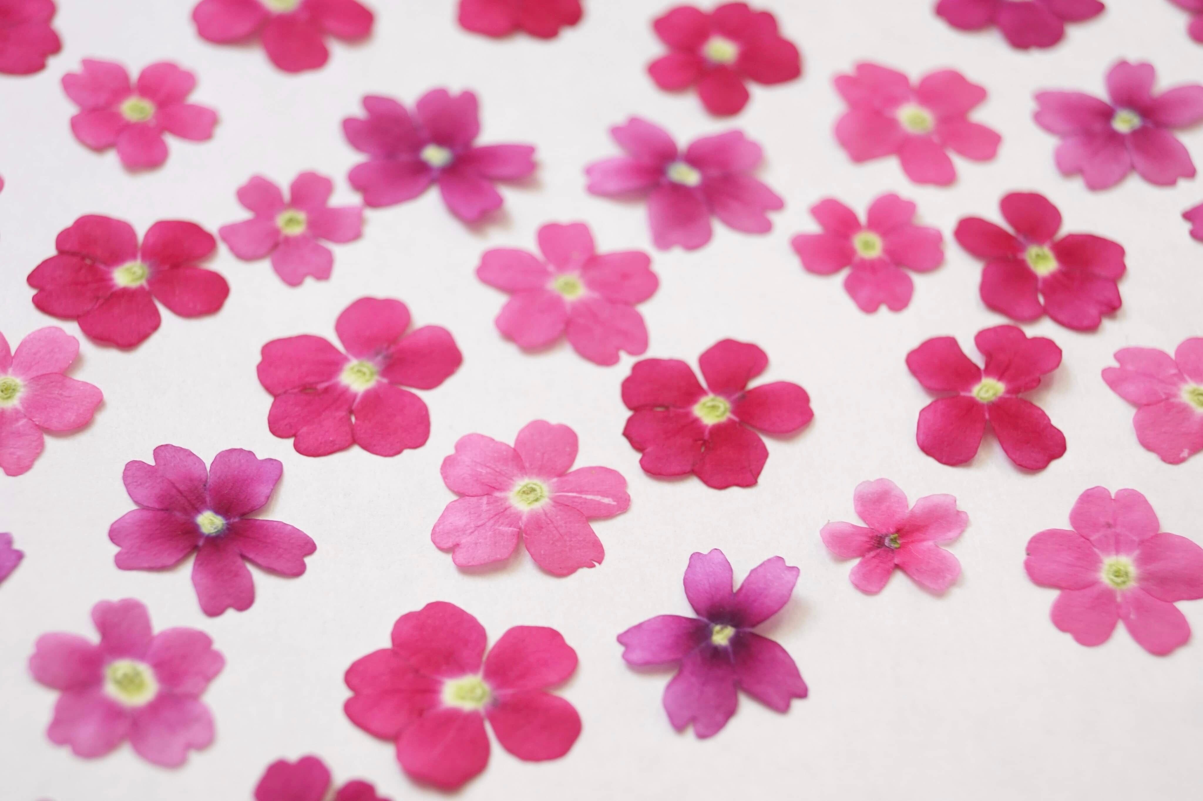 Dry Edible Flower バーベナピンク赤系50枚 Izumiyamasaki