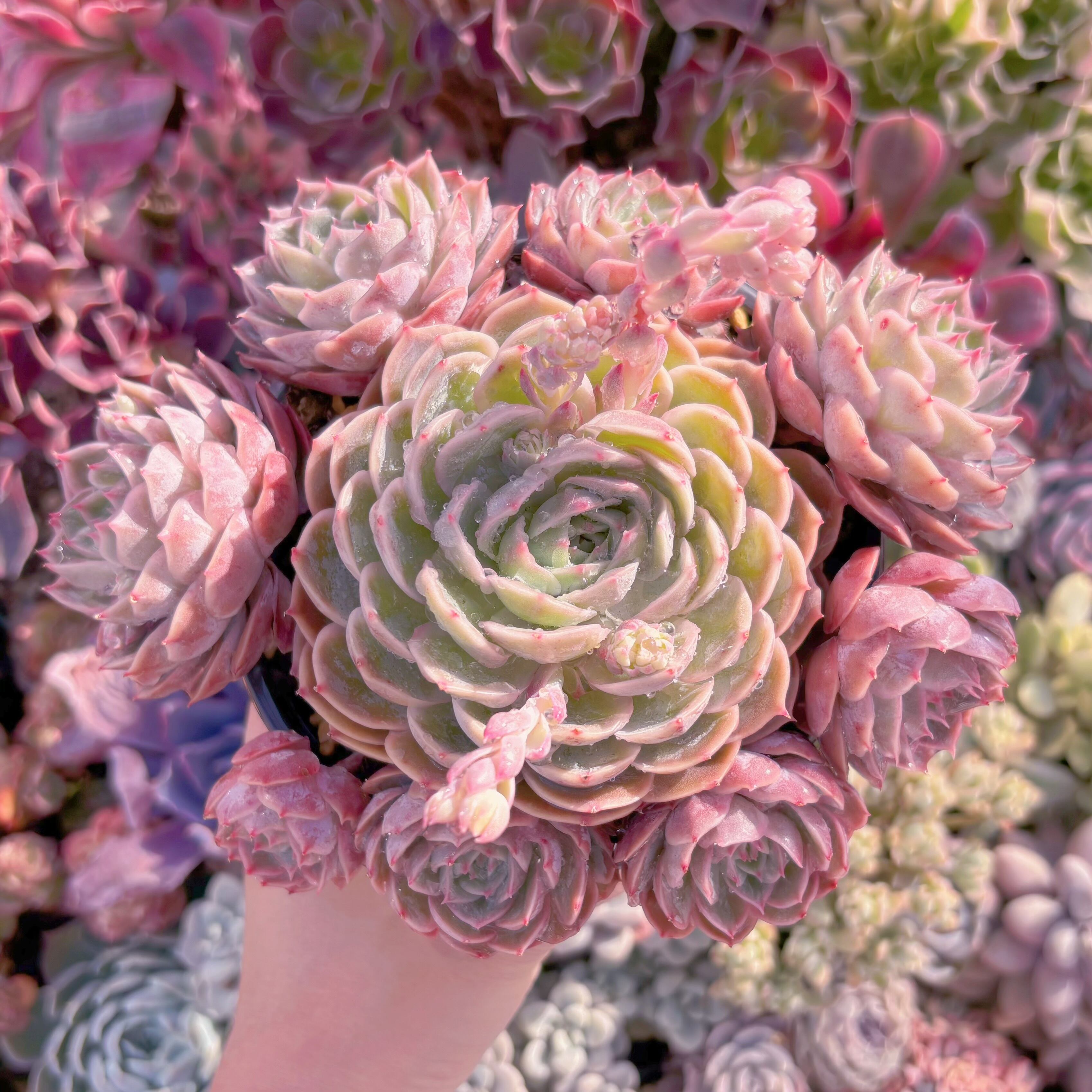 現品　オンスロー#838　特大群生　新入荷　るる農園