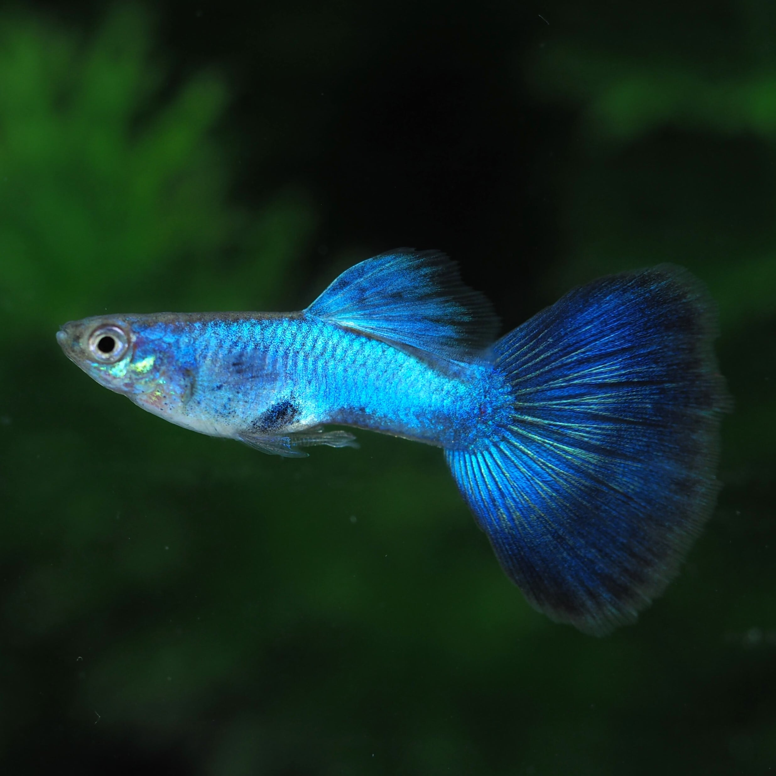 セール】ラズリーブルーテール 2ペア | 伊豆グッピーファーム