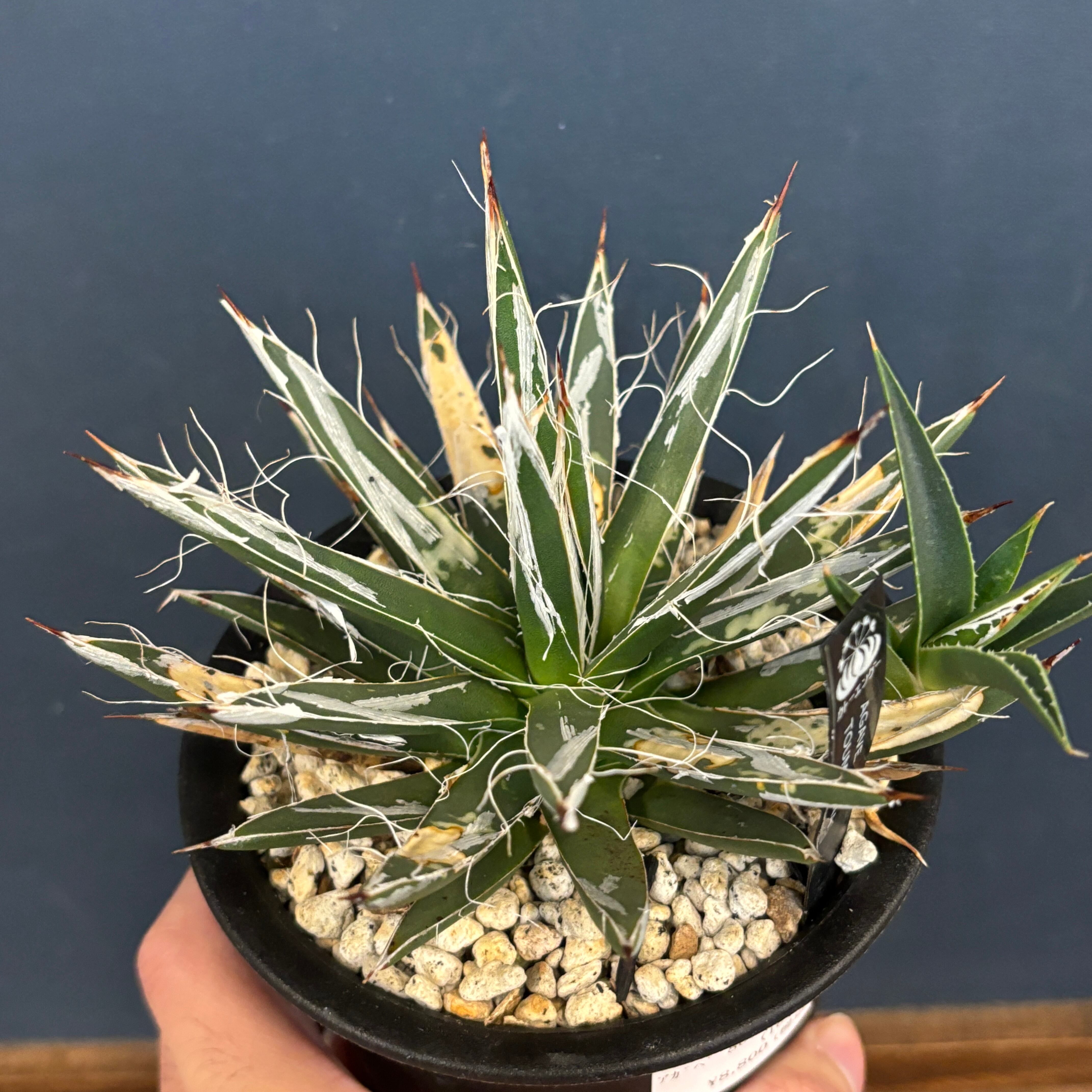 アガベ ベルナエ アガベ トウメヤナ【262】 | PROTOLEAF プロトリーフ