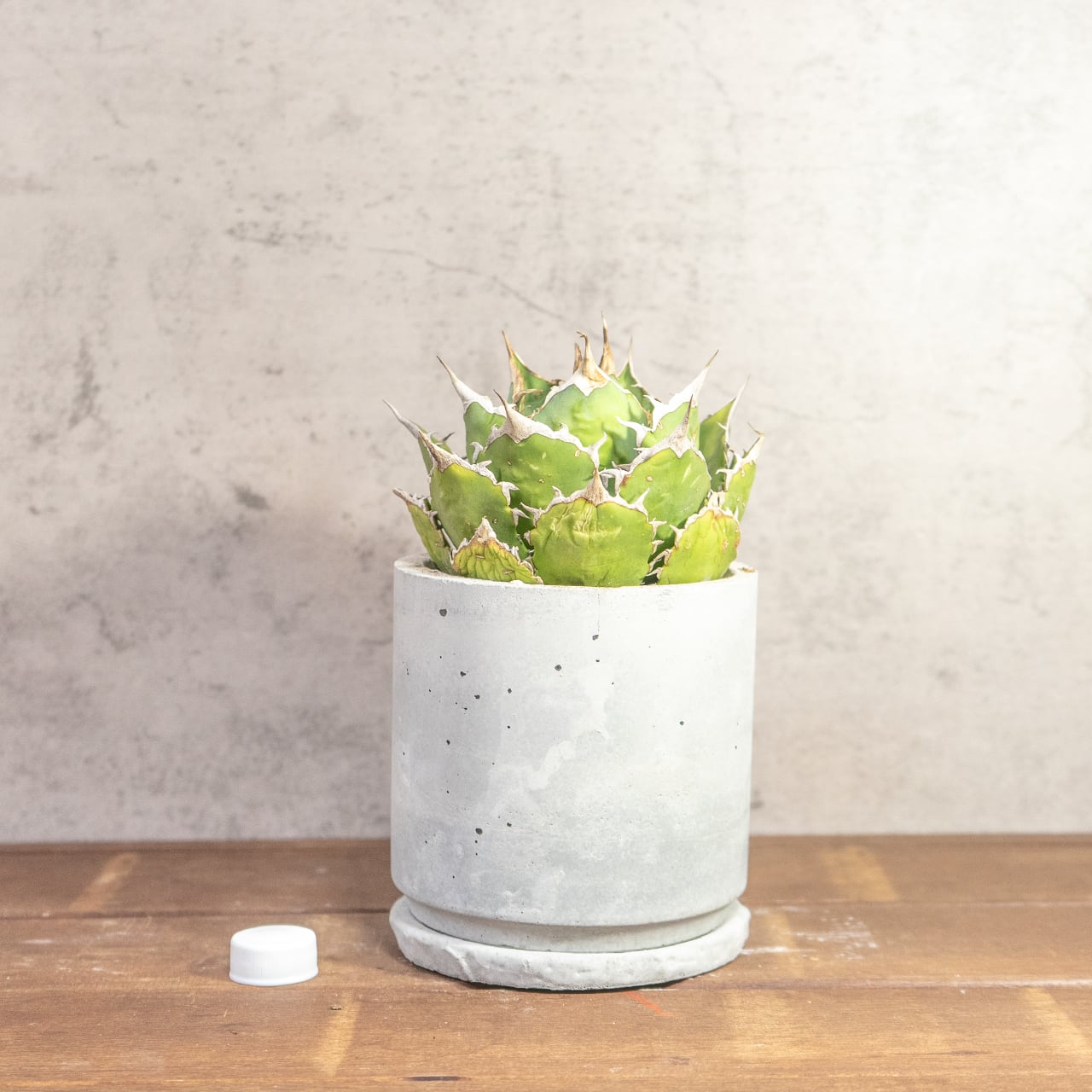 鋭い棘と力強いフォルムが魅力のアガベ・シロアリ（FO-76）。無骨な質感が映える手づくりモルタル鉢。根腐れを防ぐ独自配合の用土｜虫発生抑制（全国一律送料850円）