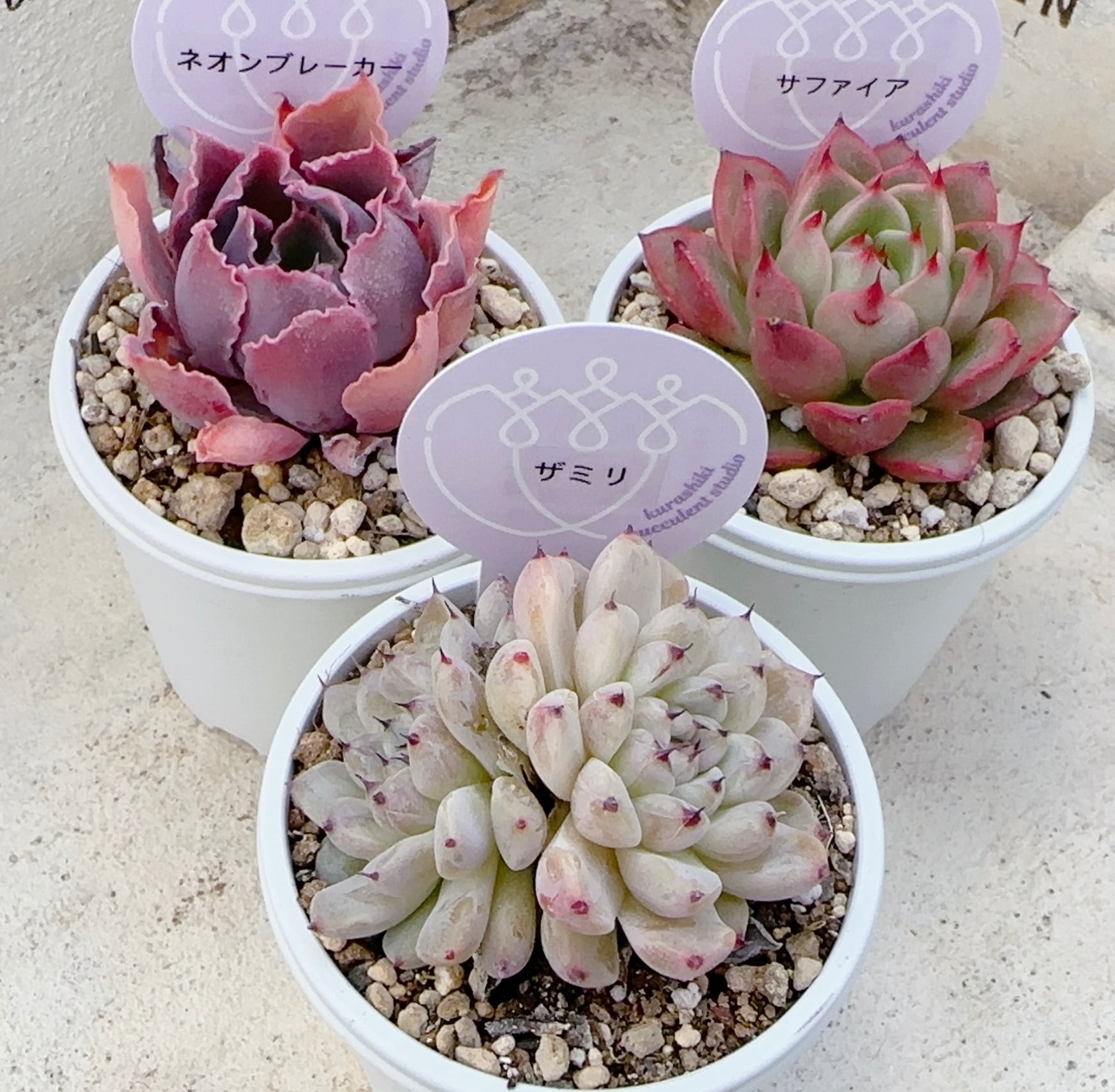 寄せ植え苗10個セット | 倉敷多肉工房