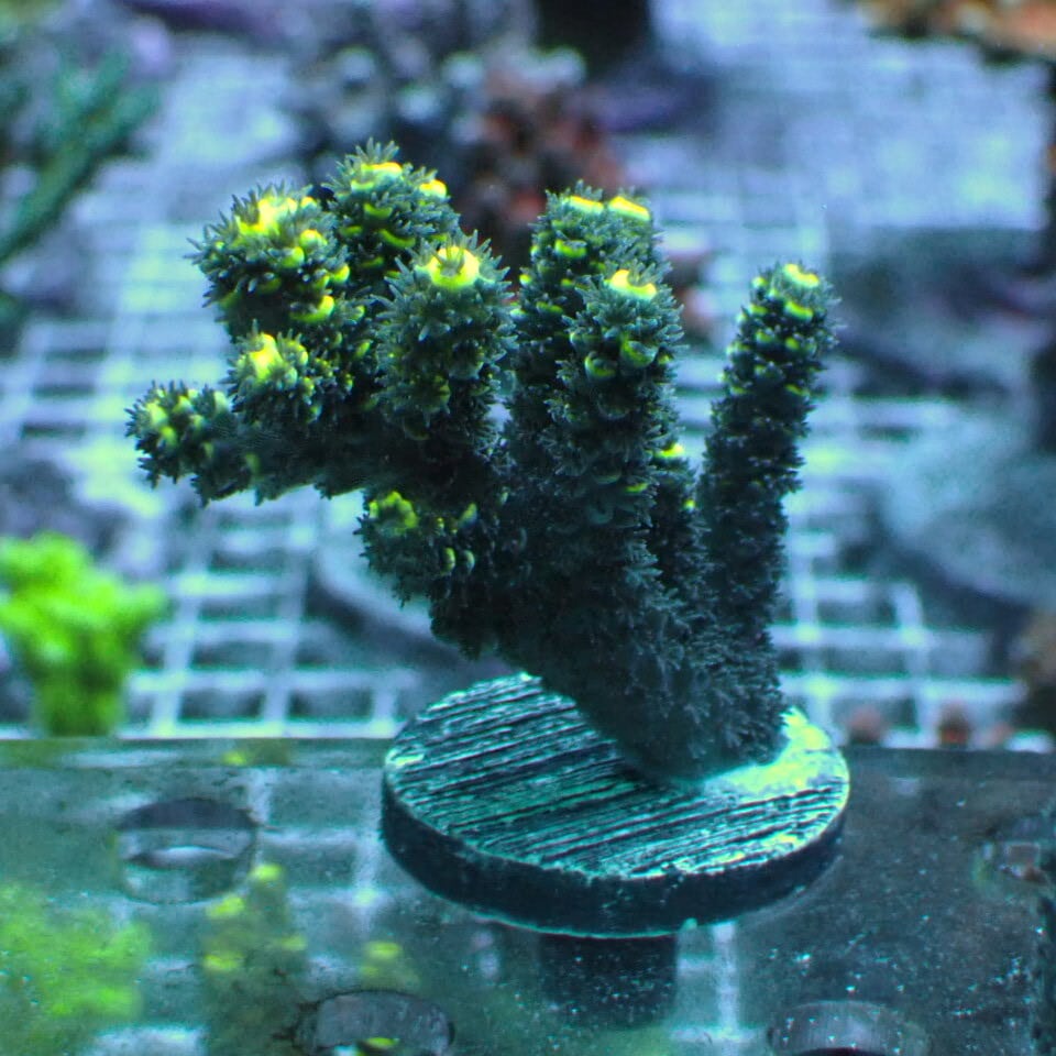 天然ライブロック Sグレード 1kg | HOUSE REEF(ハウスリーフ)サンゴ