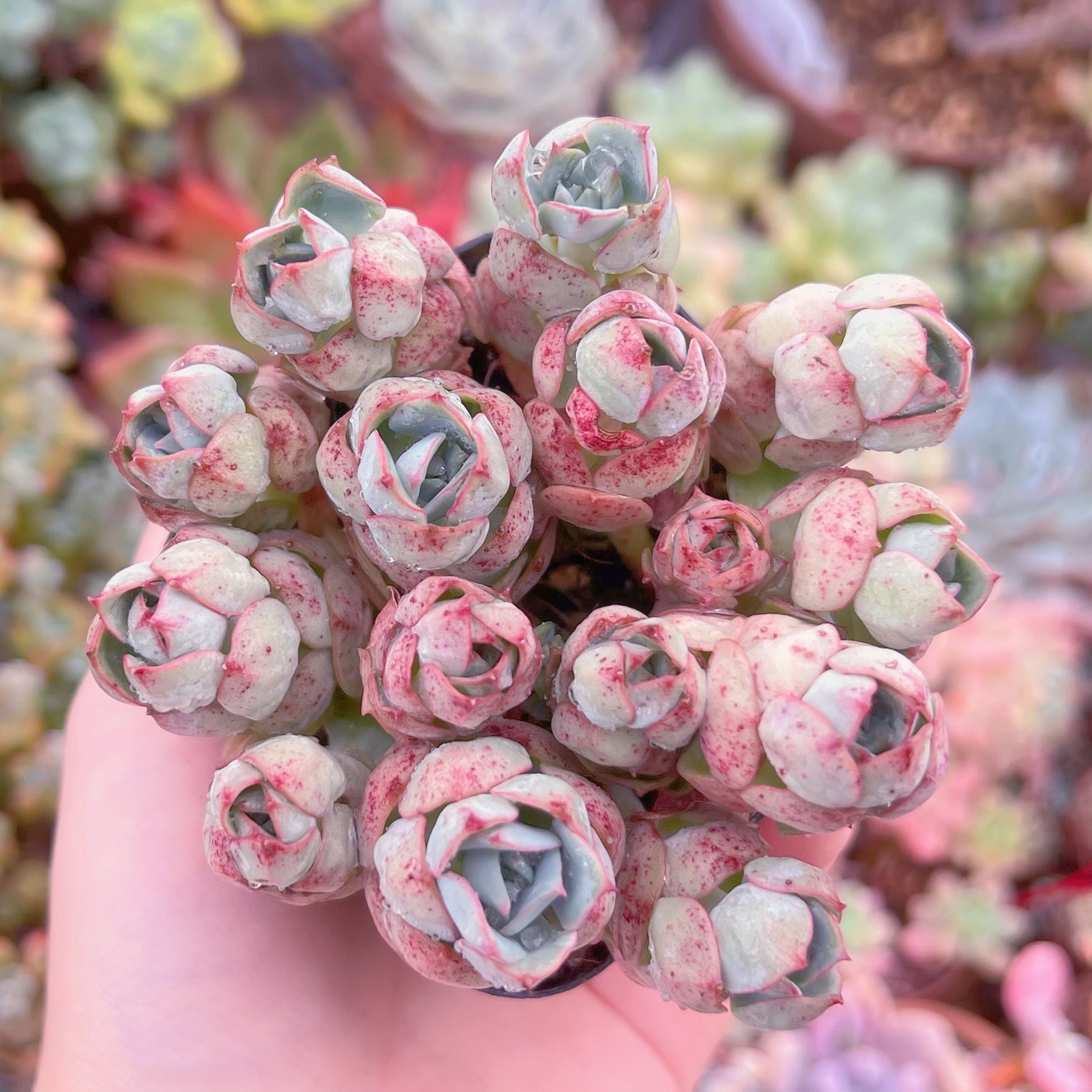 現品　イタリアローズ#F247　るる農園