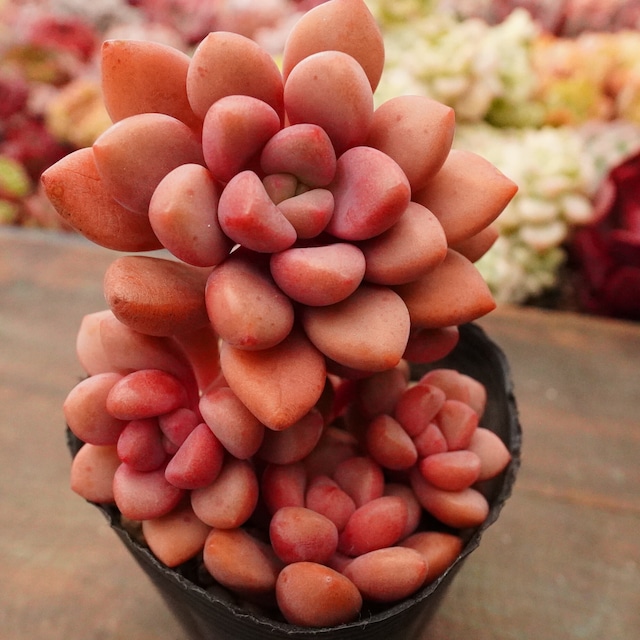 毎年大人気！ 【ポラリハート 2】韓国多肉　群生が可愛い　再入荷