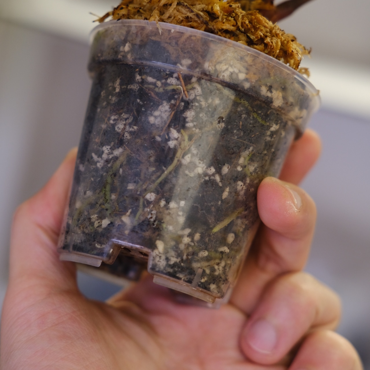 Anthurium. SKG Pink Lemonade × A.Zara Michelle⑤ / アンスリウム ピンクレモネード × ザラ ミシェル