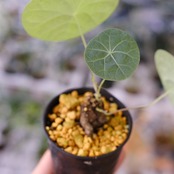 Stephania kaweesakii / ステファニア カウィーサキー㉓/ 観葉植物