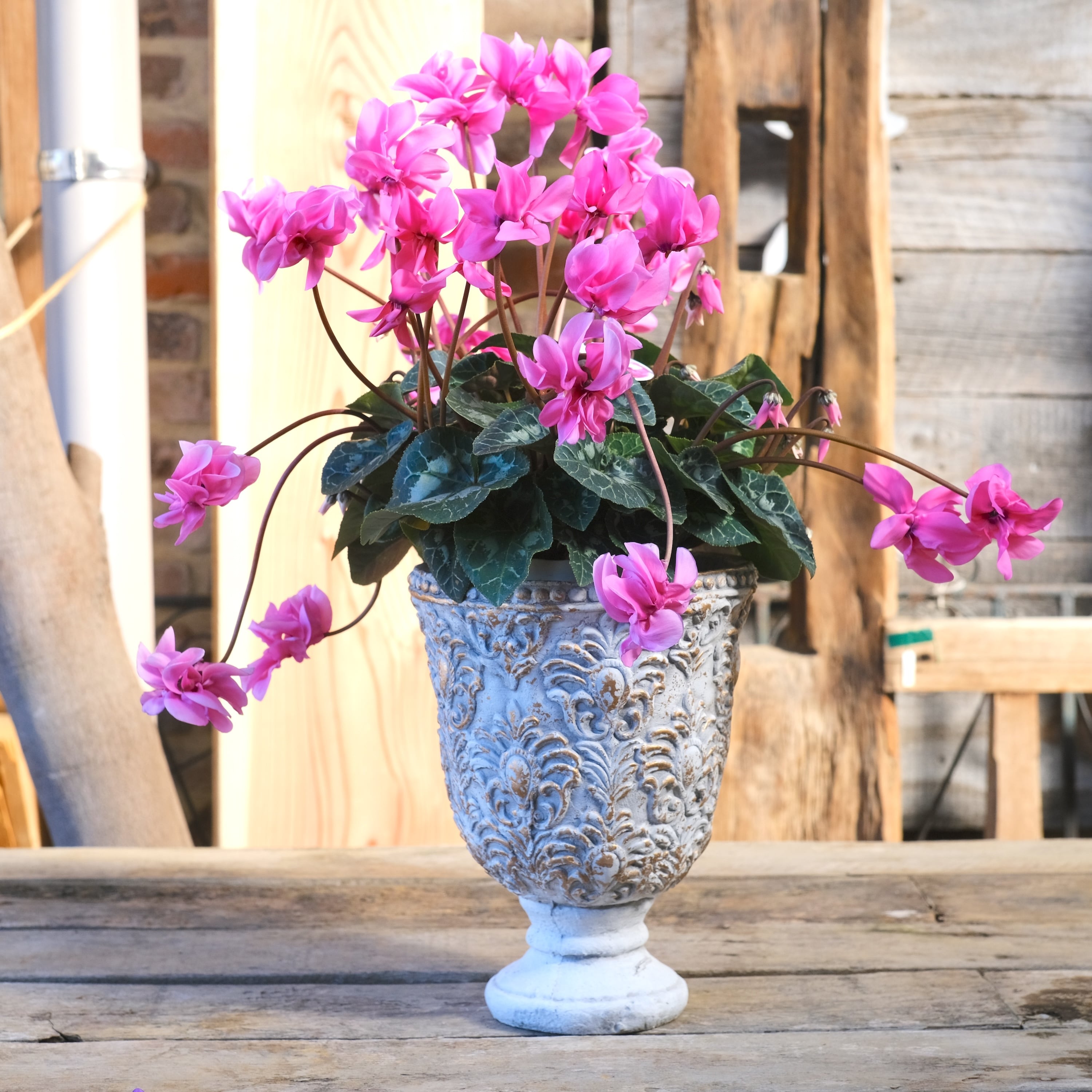 No, 18】ミニシクラメン チモシリーズ 八重《 枝垂れざき 》鉢なし