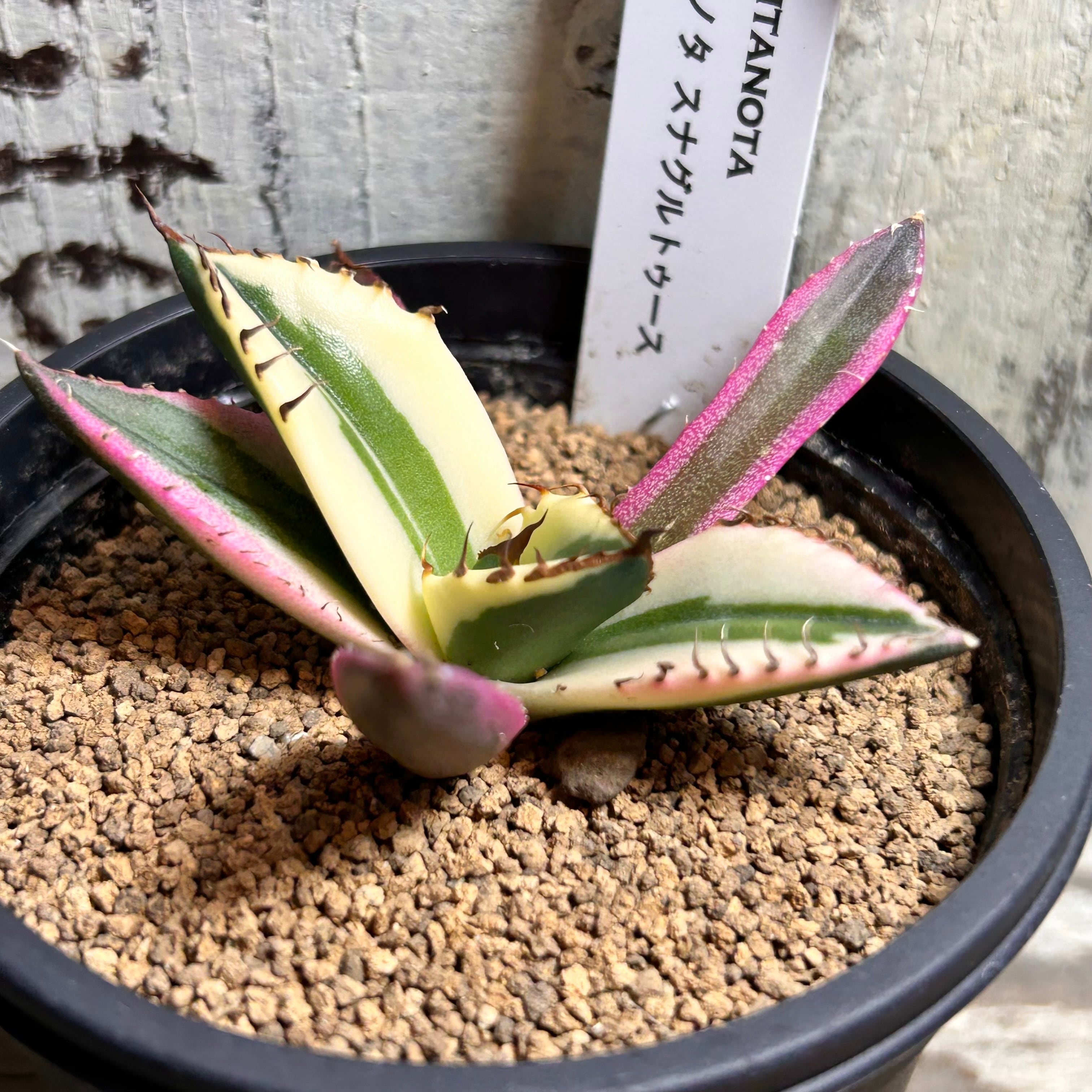 T)アガベ チタノタ スナグルトゥース | RuPo 多肉植物専門店