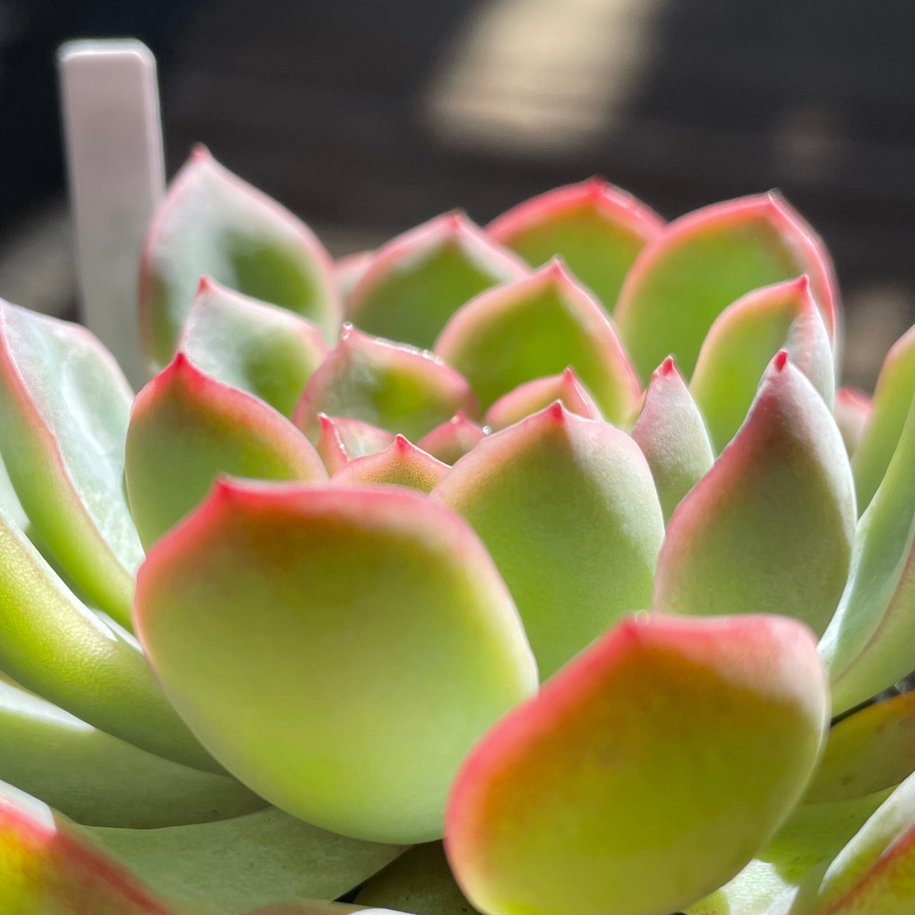 多肉植物　韓国苗　スリョン　発根済み スリョン | RuPo 多肉植物専門店