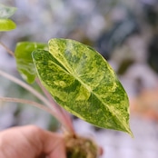 Alocasia Pink Dragon / アロカシア ピンクドラゴン④│観葉植物