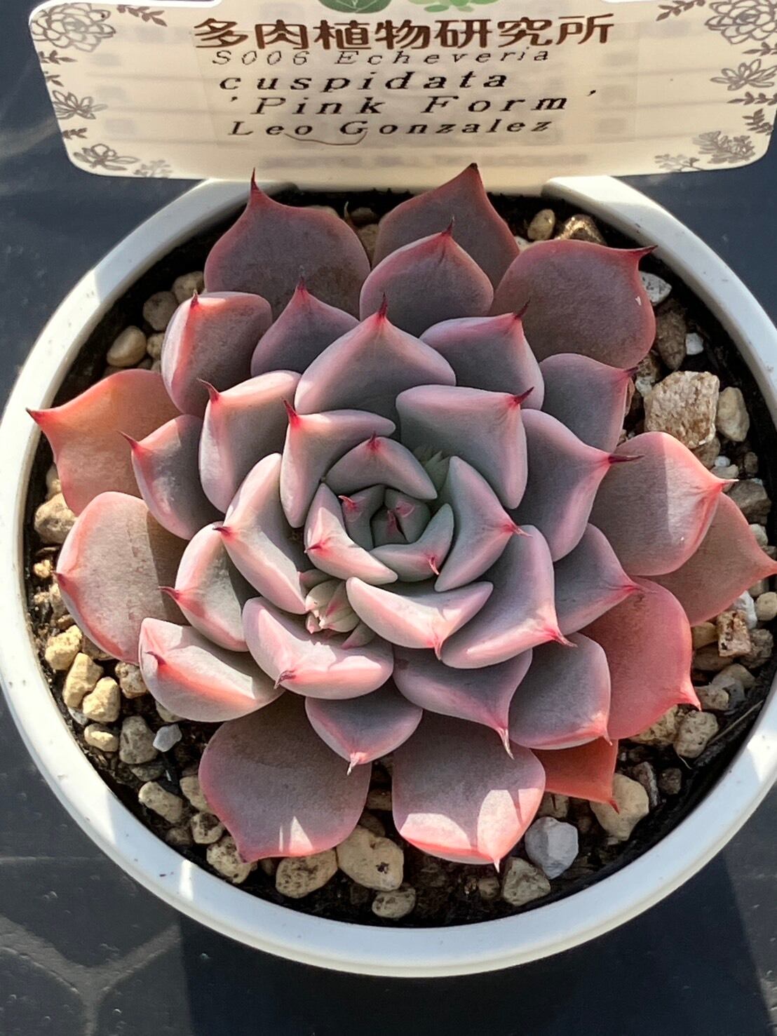 現物商品】クスピダータ ピンクフォーム Leo Gonzalez | 多肉植物研究所