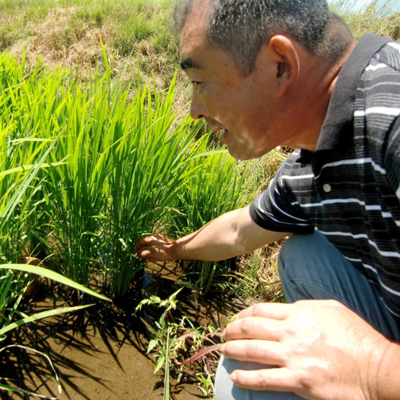 【令和5年産】川上ファームの特別栽培米「ミルキークイーン」玄米25kg