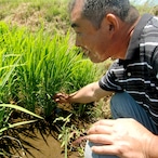 【令和5年産】川上ファームの特別栽培米「ミルキークイーン」玄米25kg