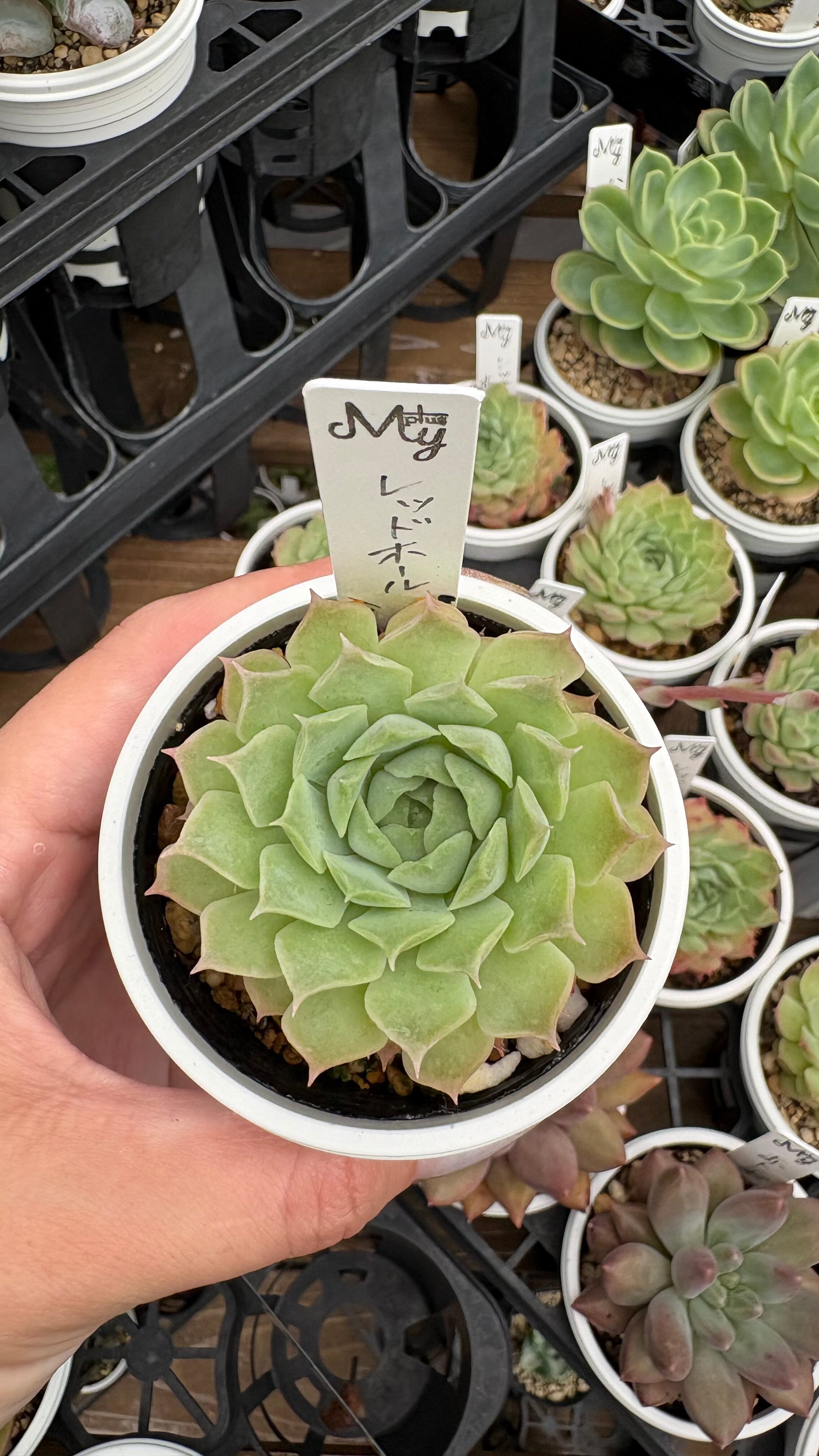多肉植物 スリラーパール 特大 美苗 韓国苗 649 | PAY ID