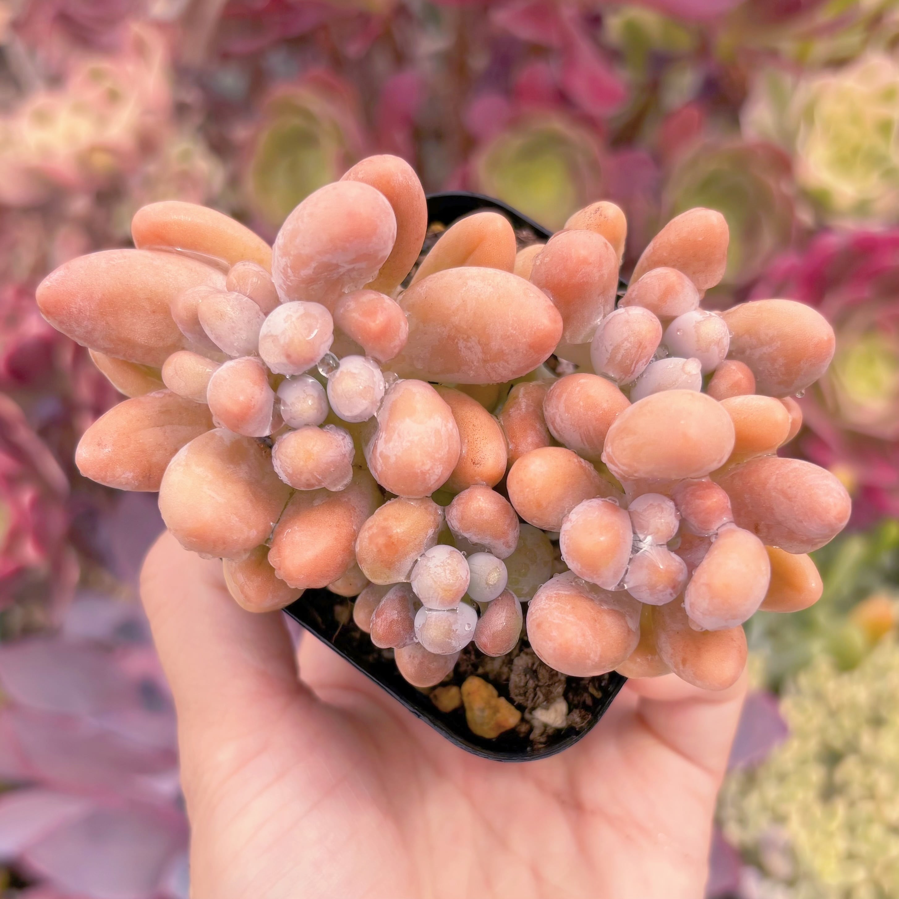 現品　キューティーフィンガー#901　るる農園