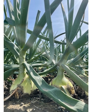 孫まっち新タマ5kg