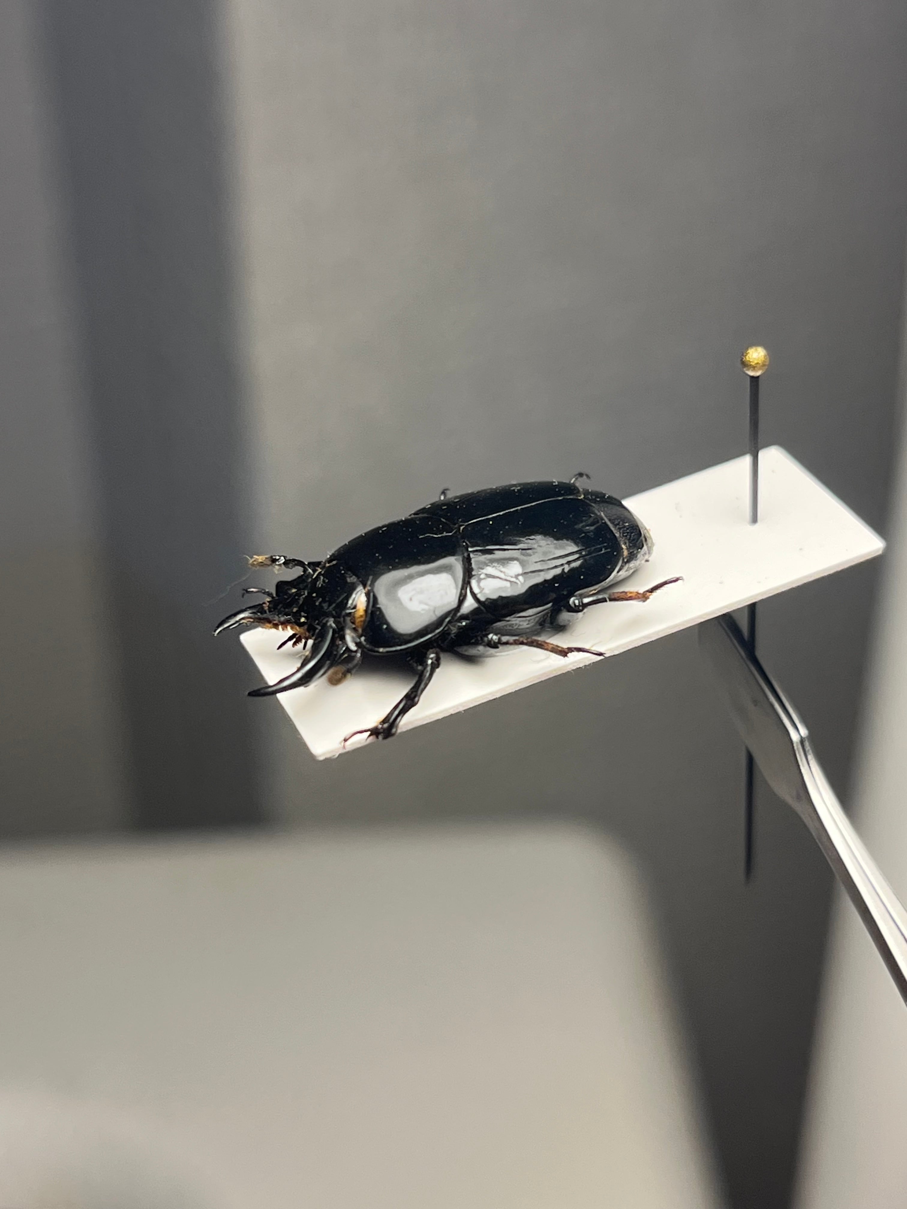 【22mm】漆を塗ったかのような艶感が美しいエンマムシの一種 ボツワナ産 標本 22mm】漆を塗ったかのような艶感が美しいエンマムシの一種 ボツワナ産