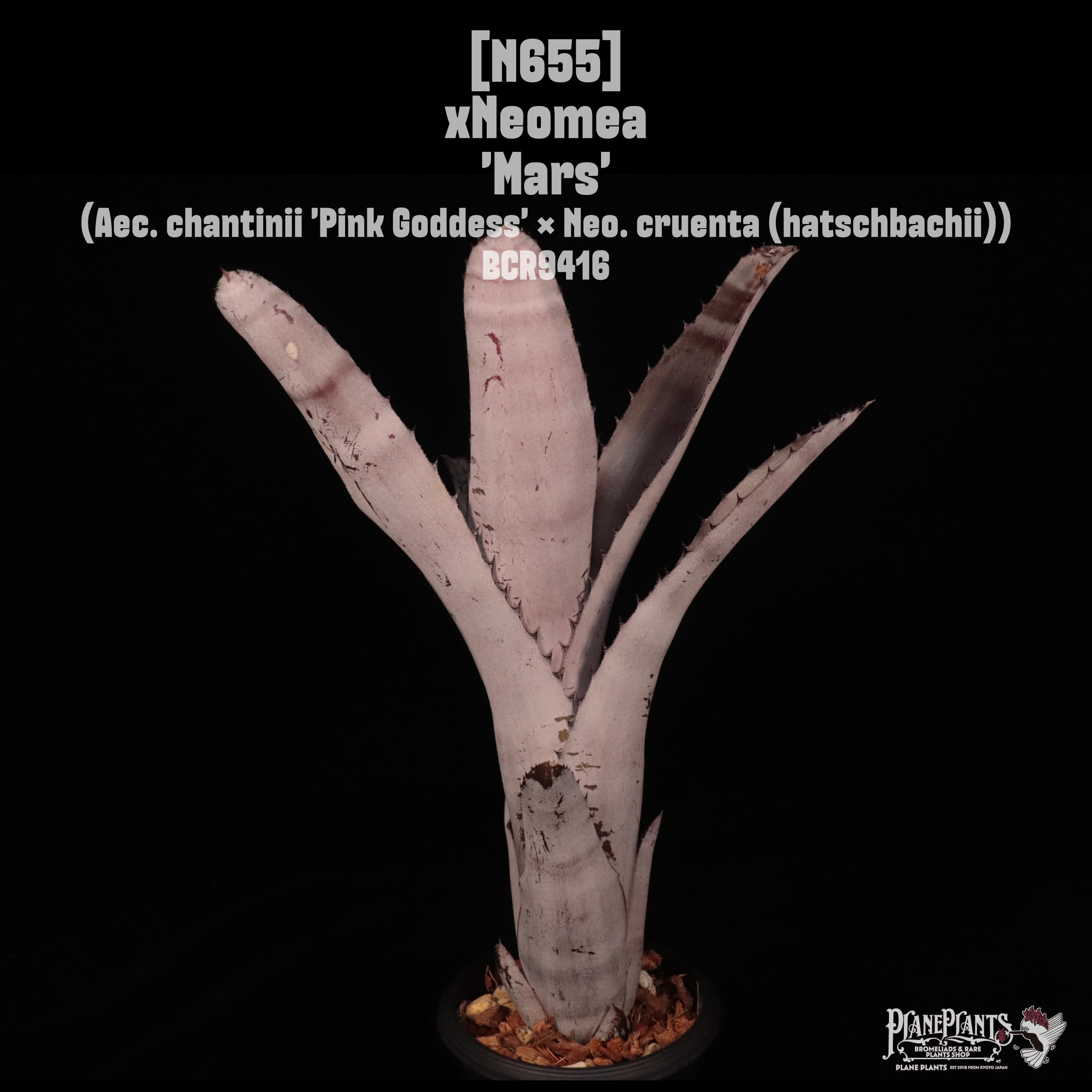【送料無料】xNeomea 'Mars'〔ネオメア〕現品発送N655