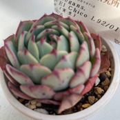 【現物商品】ECHEVERIA elegans El Chico L92/01 原種 実生苗
