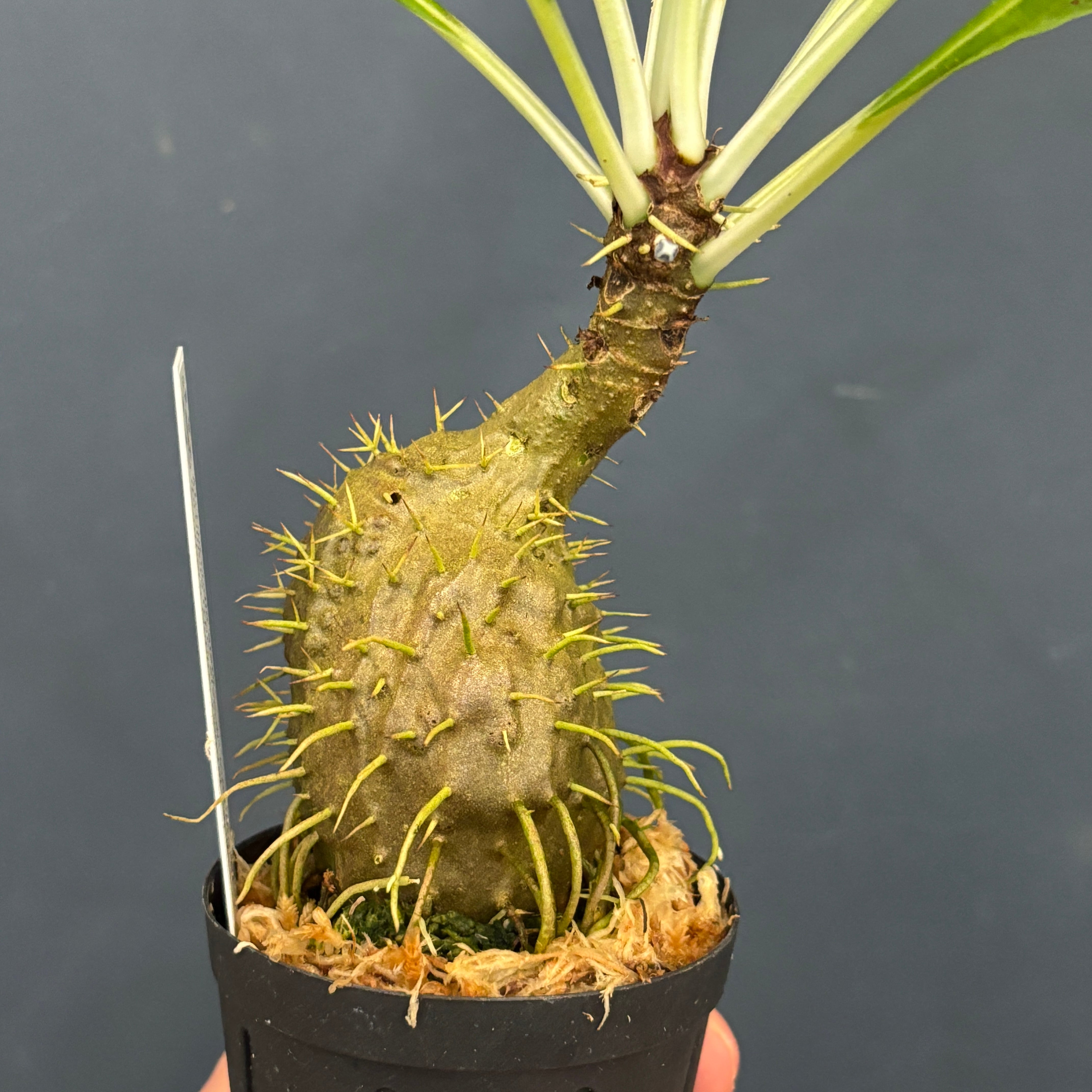 ミルメコディア alata (prolifera type, alveoli- long thorn)【969