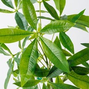 パキラ 120㎝［人工観葉植物・フェイクグリーンT］