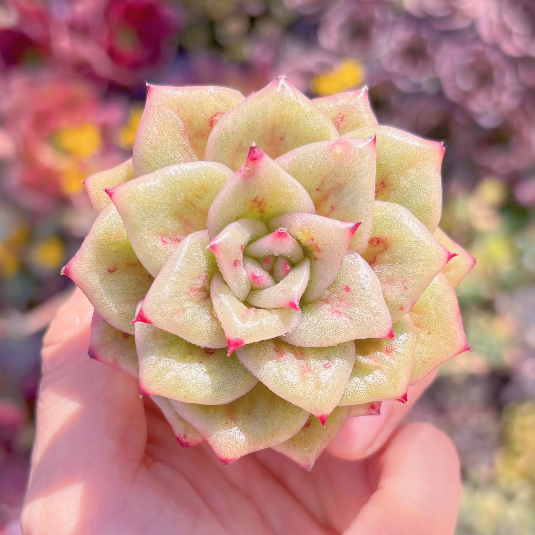 多肉植物　リンクルマリア　新入荷　るる農園