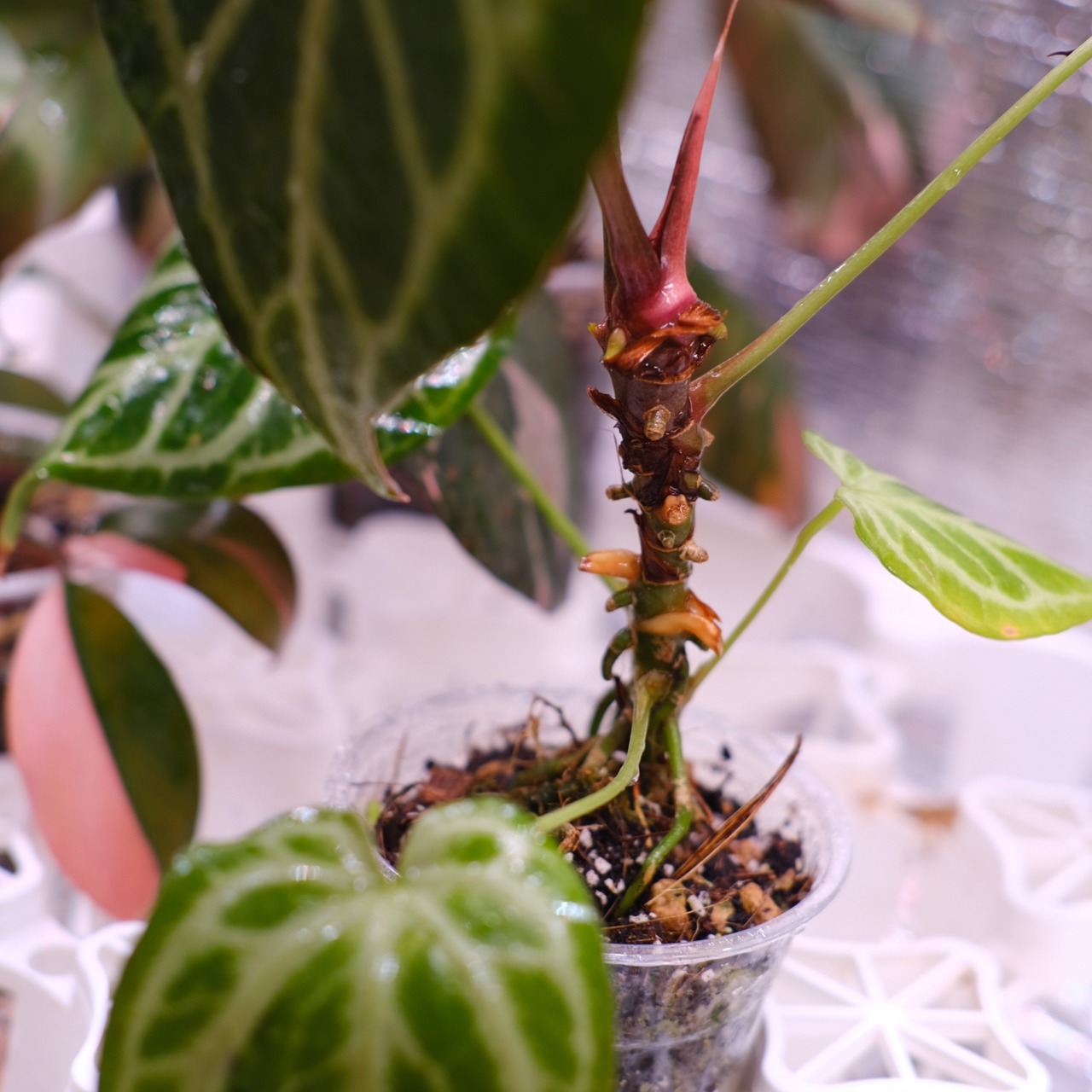 Red Crystallinum × Silver Blush│アンスリウム・レッド クリスタリナム × シルバーブッシュ④│観葉植物