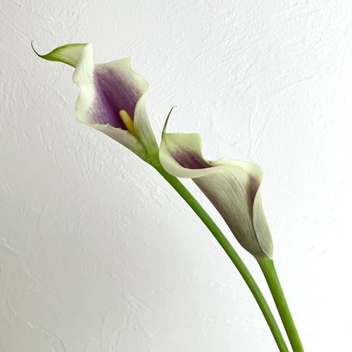 C.Y様専用ページ