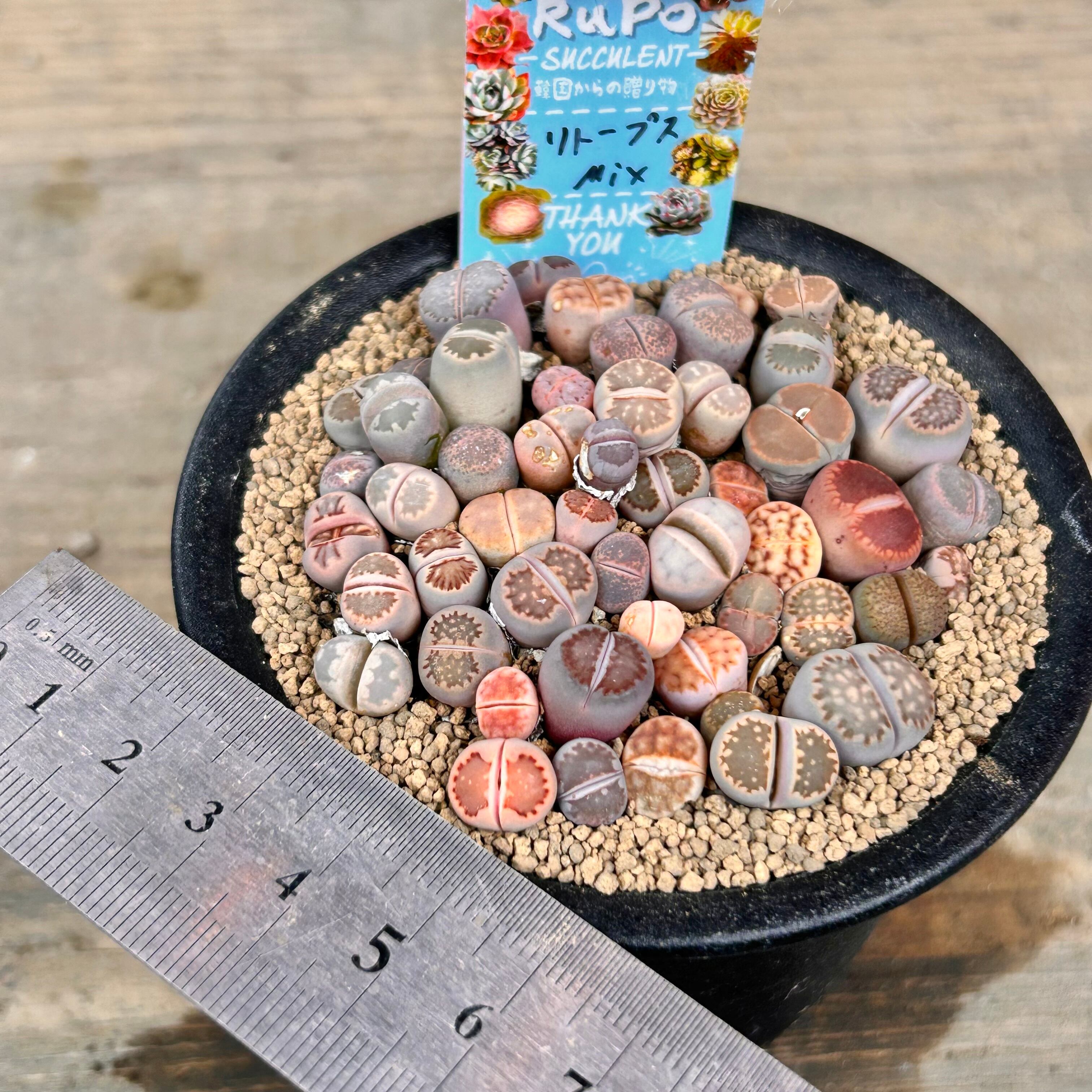 つぶつぶ屋✡️もりもり ももも✡️ 大群生 カトー交配 多肉 抜苗 つぶ