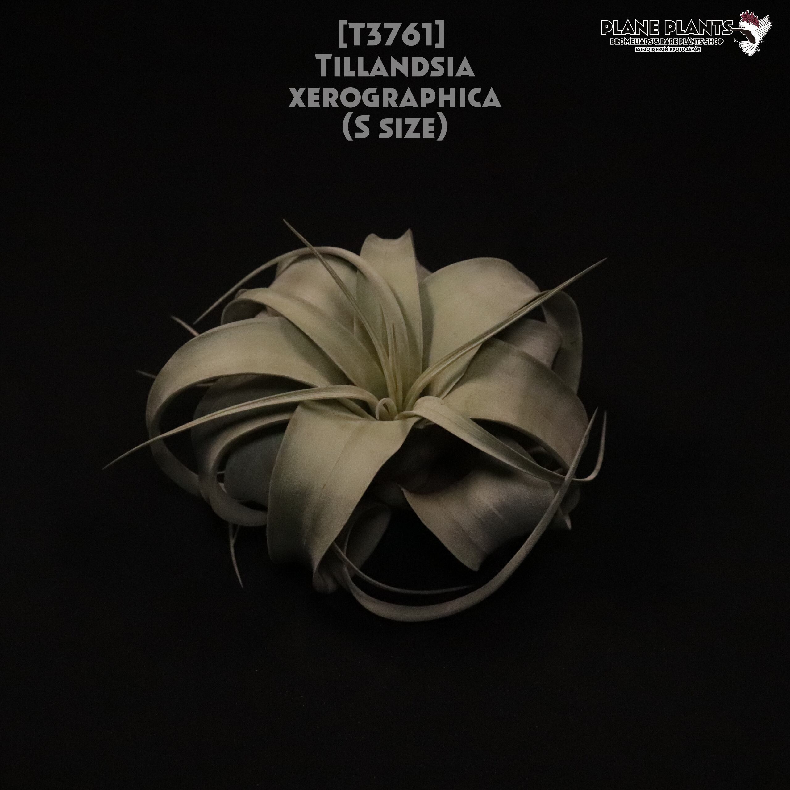 【送料無料】xerographica S〔エアプランツ〕現品発送T3761