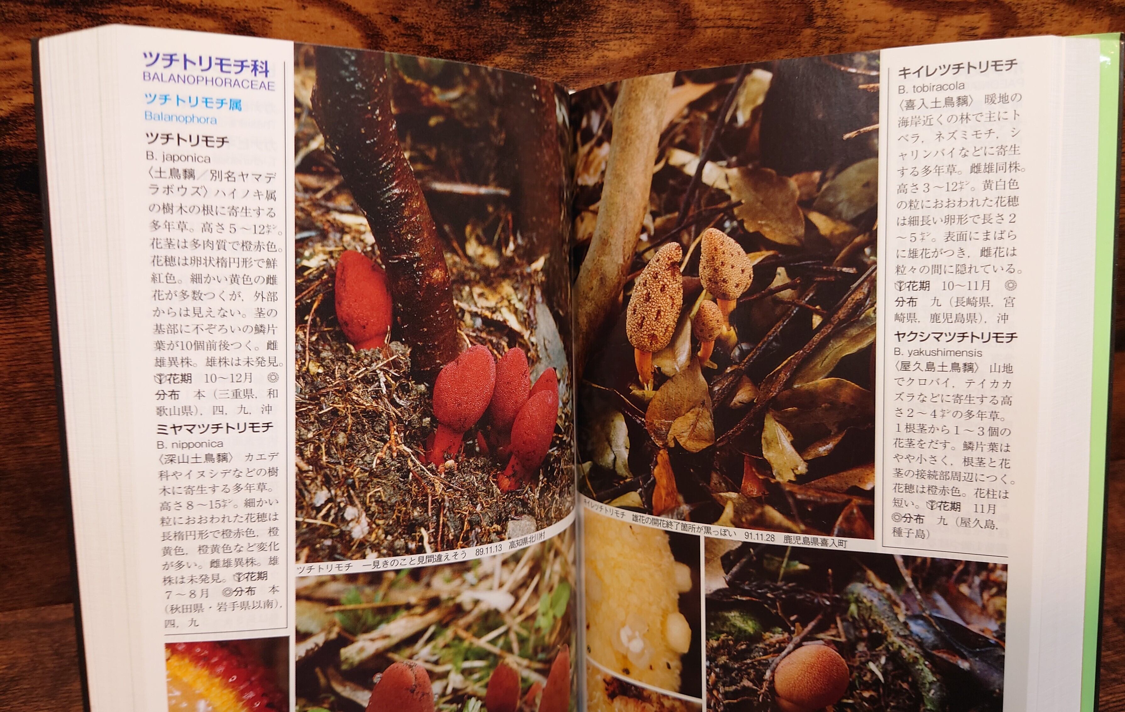 野に咲く花 山に咲く花（山渓ハンディ図鑑1・2）増補・改訂・新版＜DNA